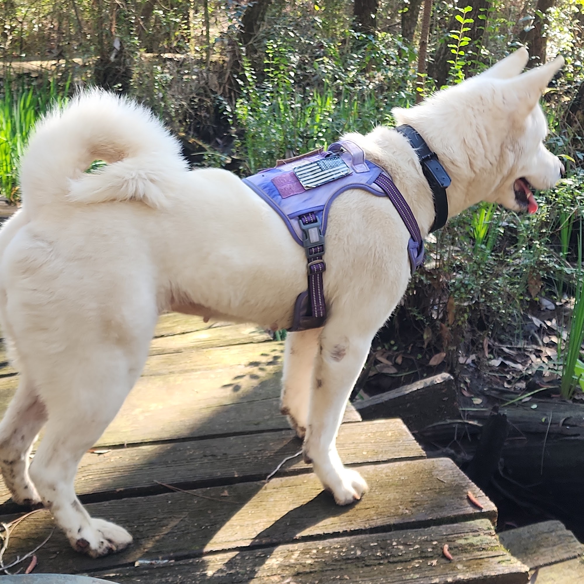 Paw of the South, LLC Summerdale