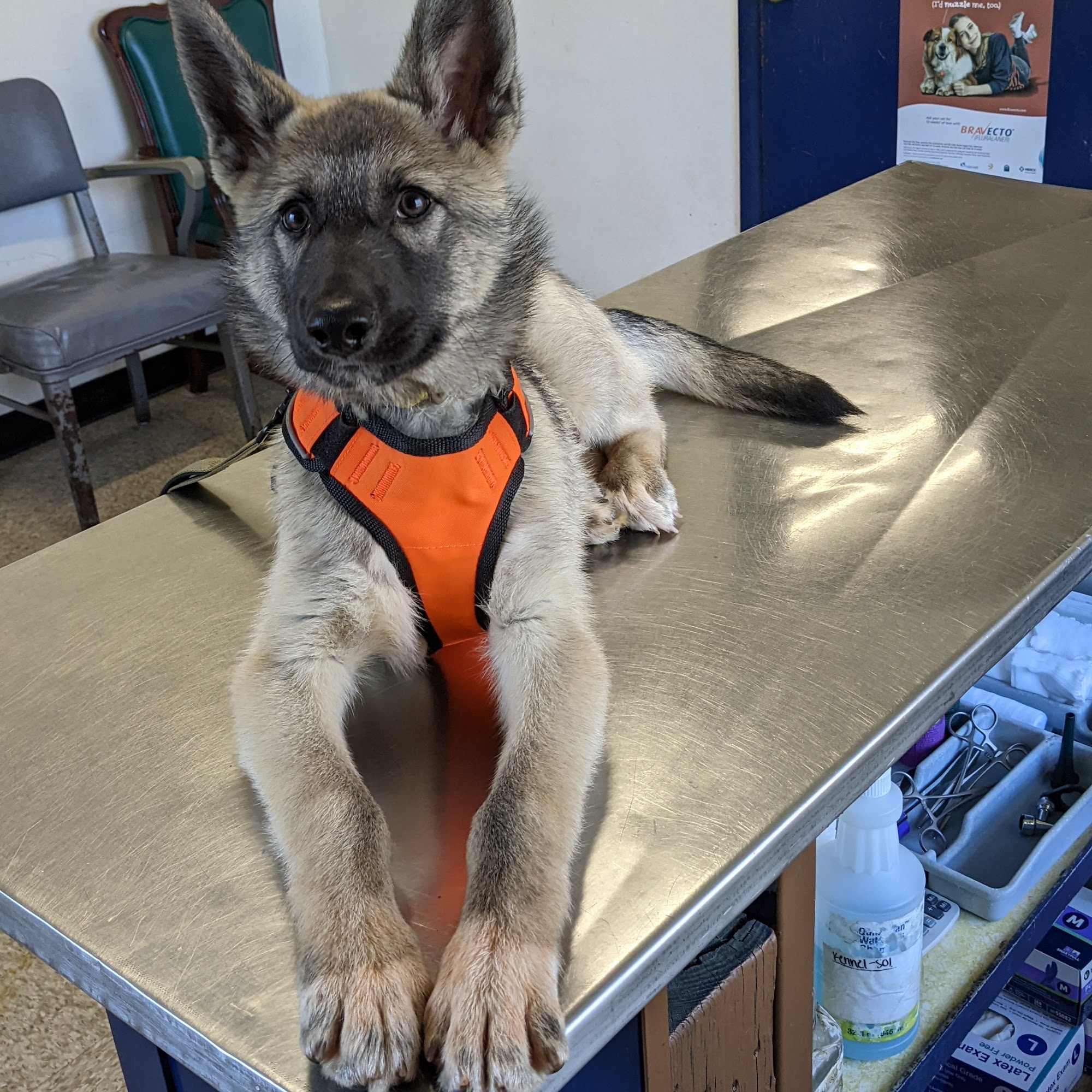 Britt Veterinary Services LLC Tallassee