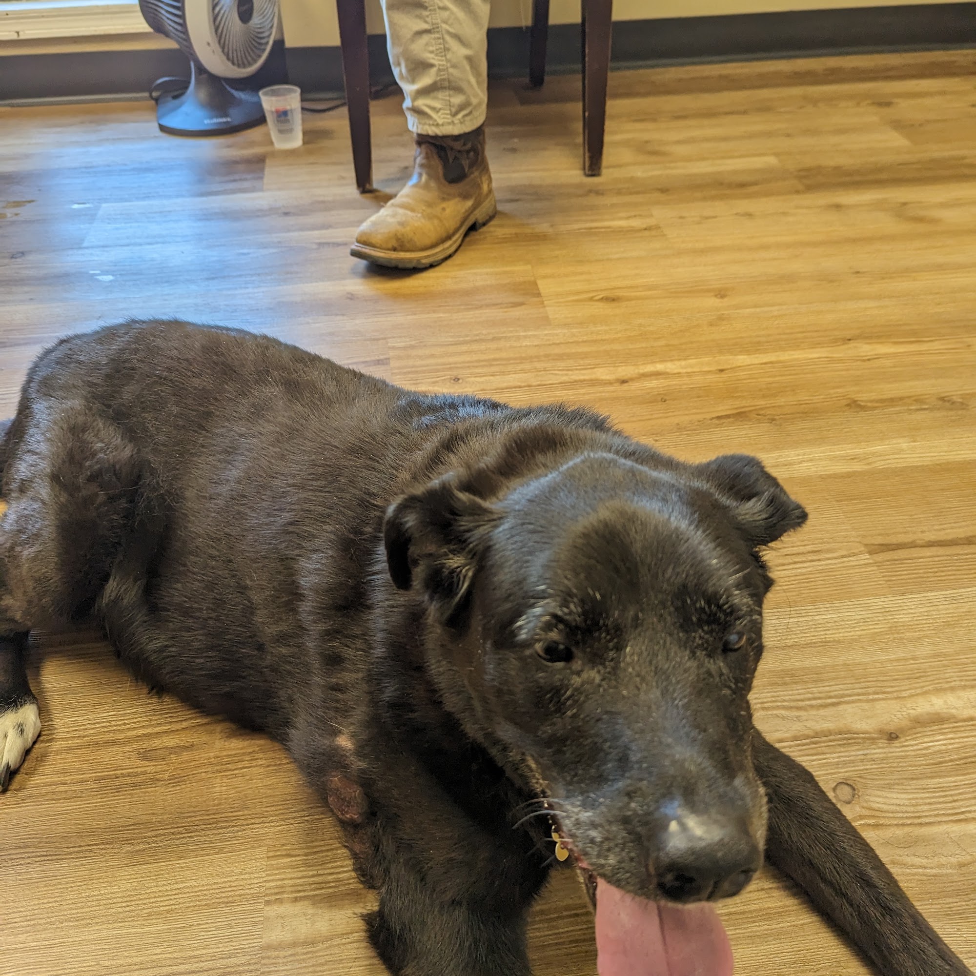 Mitchell Veterinary Hospital Tallassee