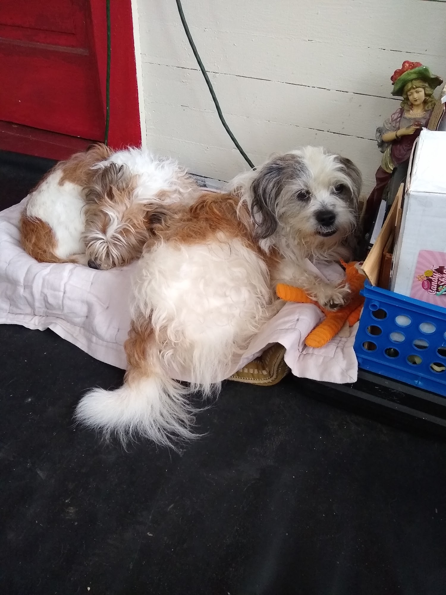 Highlands Veterinary Hospital Theodore