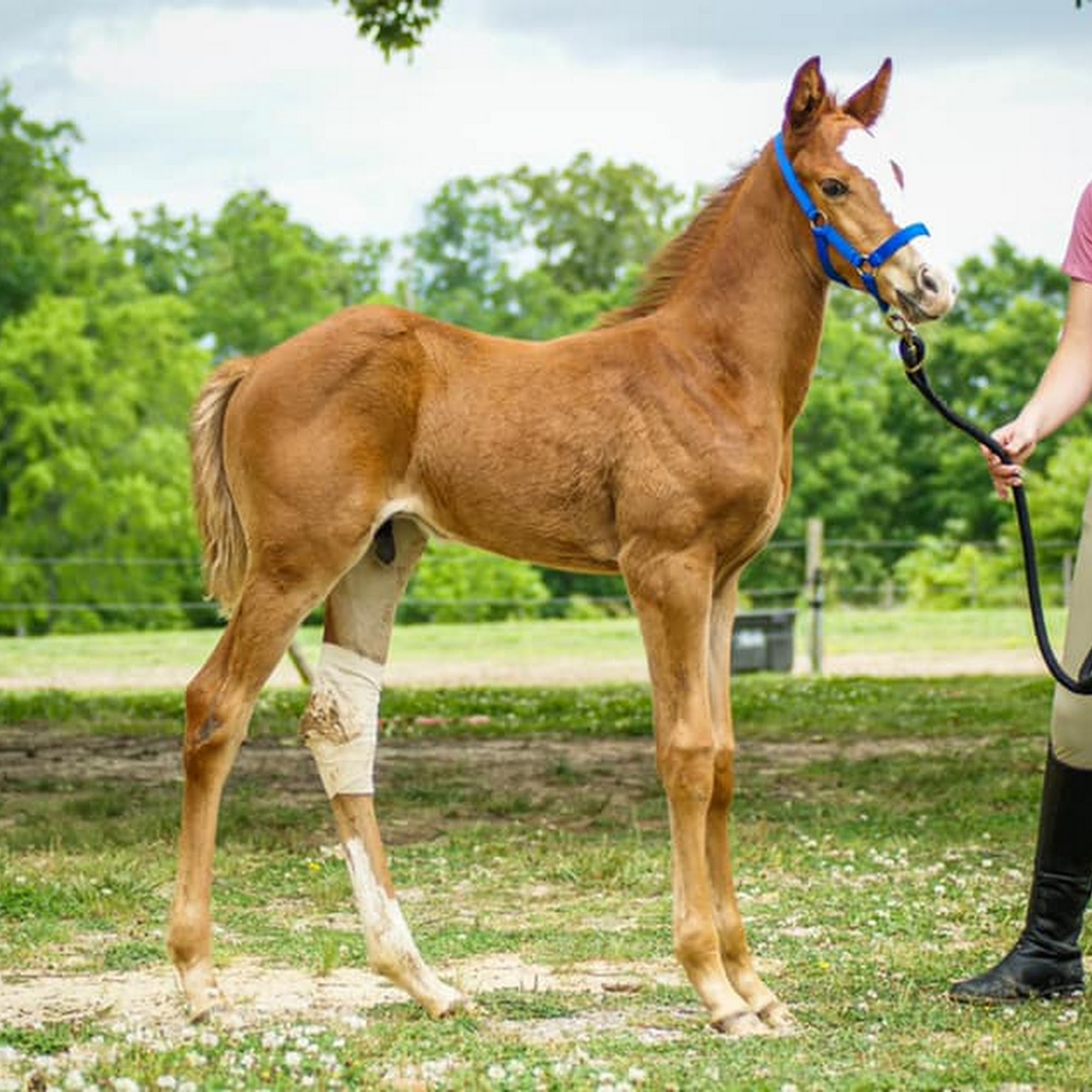 Indian Hills Equine Veterinary Services Trinity