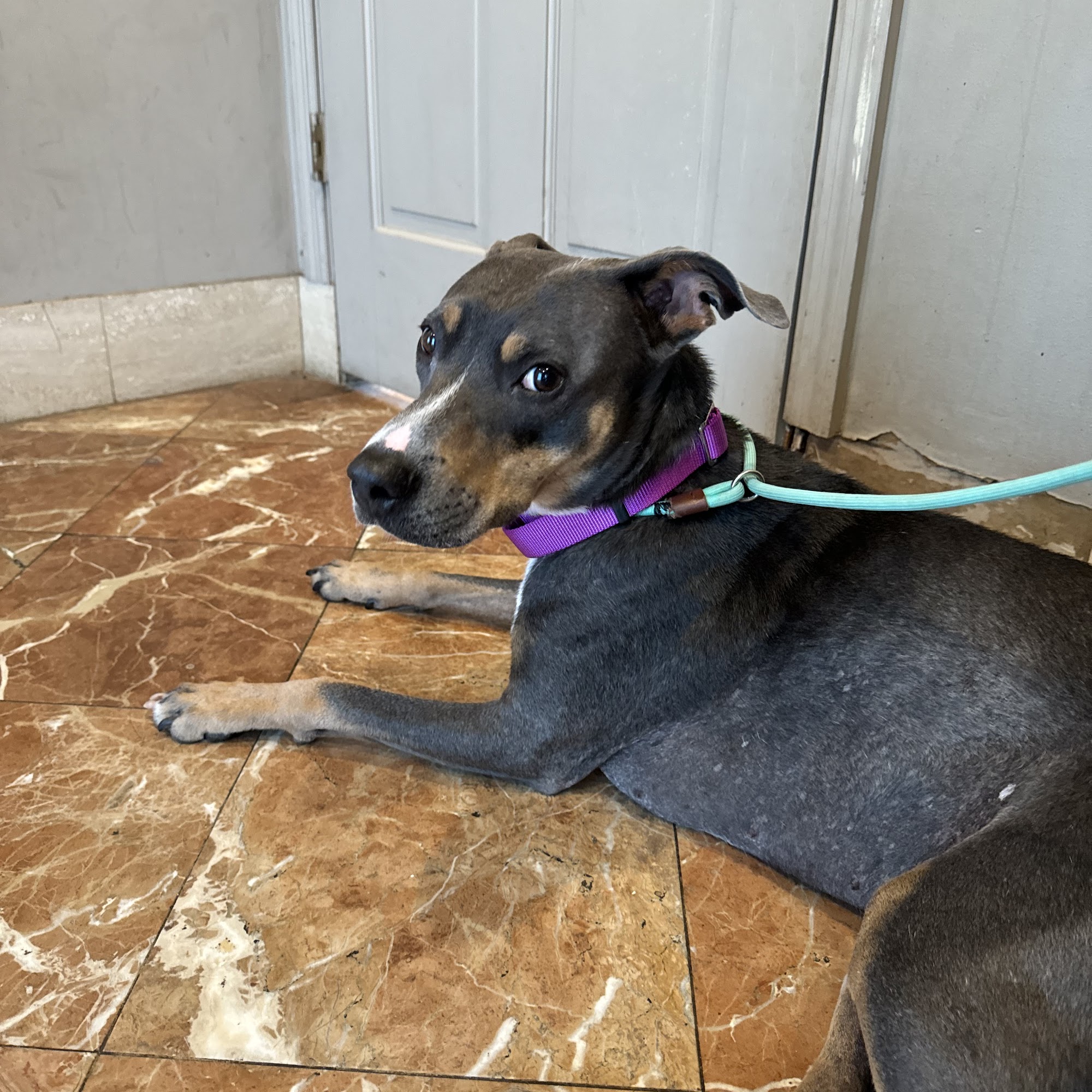 Troy Animal Clinic Troy