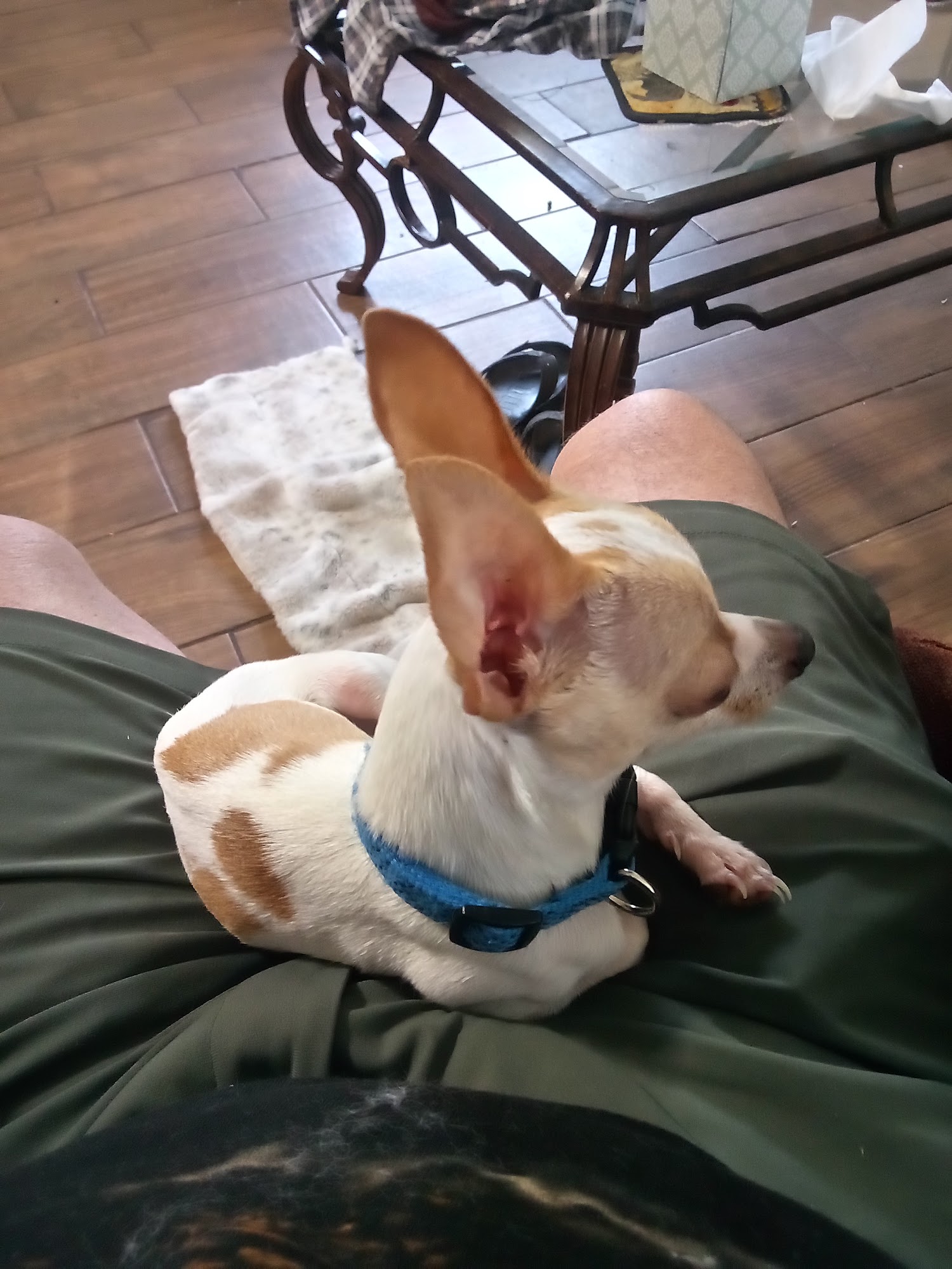 Troy Animal Clinic Troy