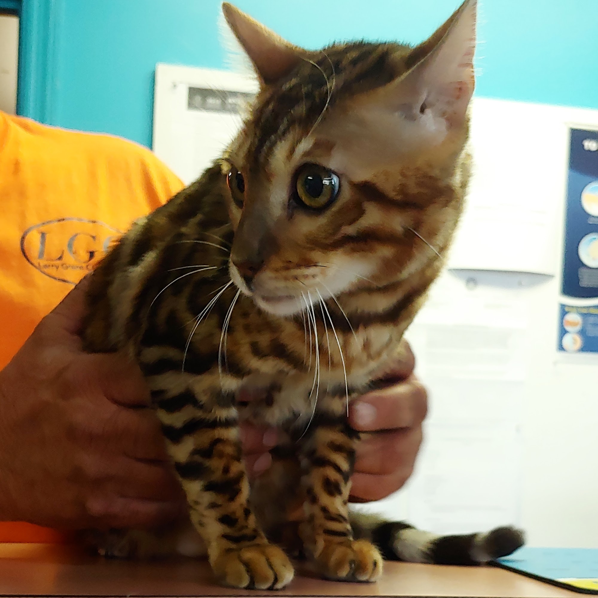 Pike Animal Hospital Troy