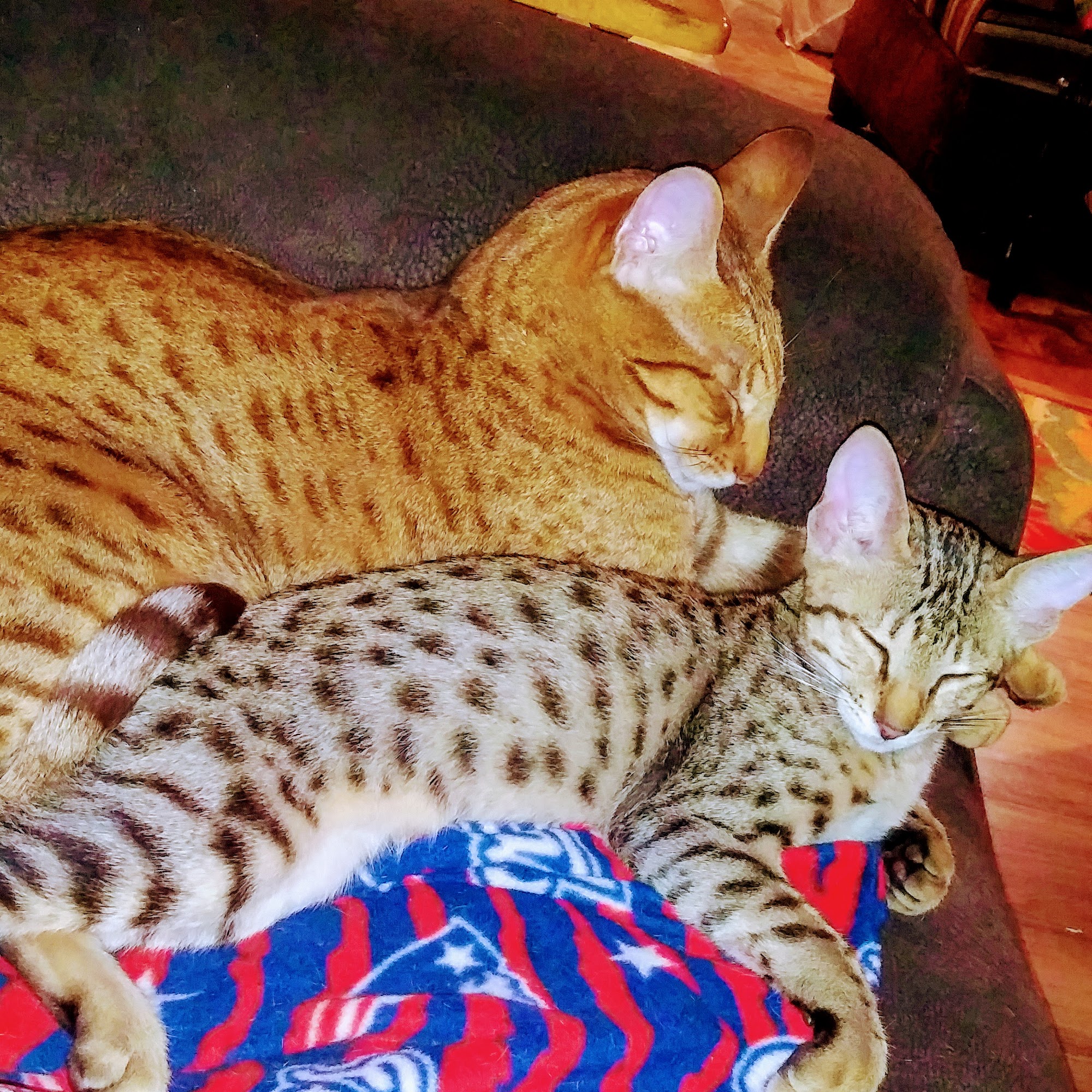 Trussville Animal Hospital Trussville