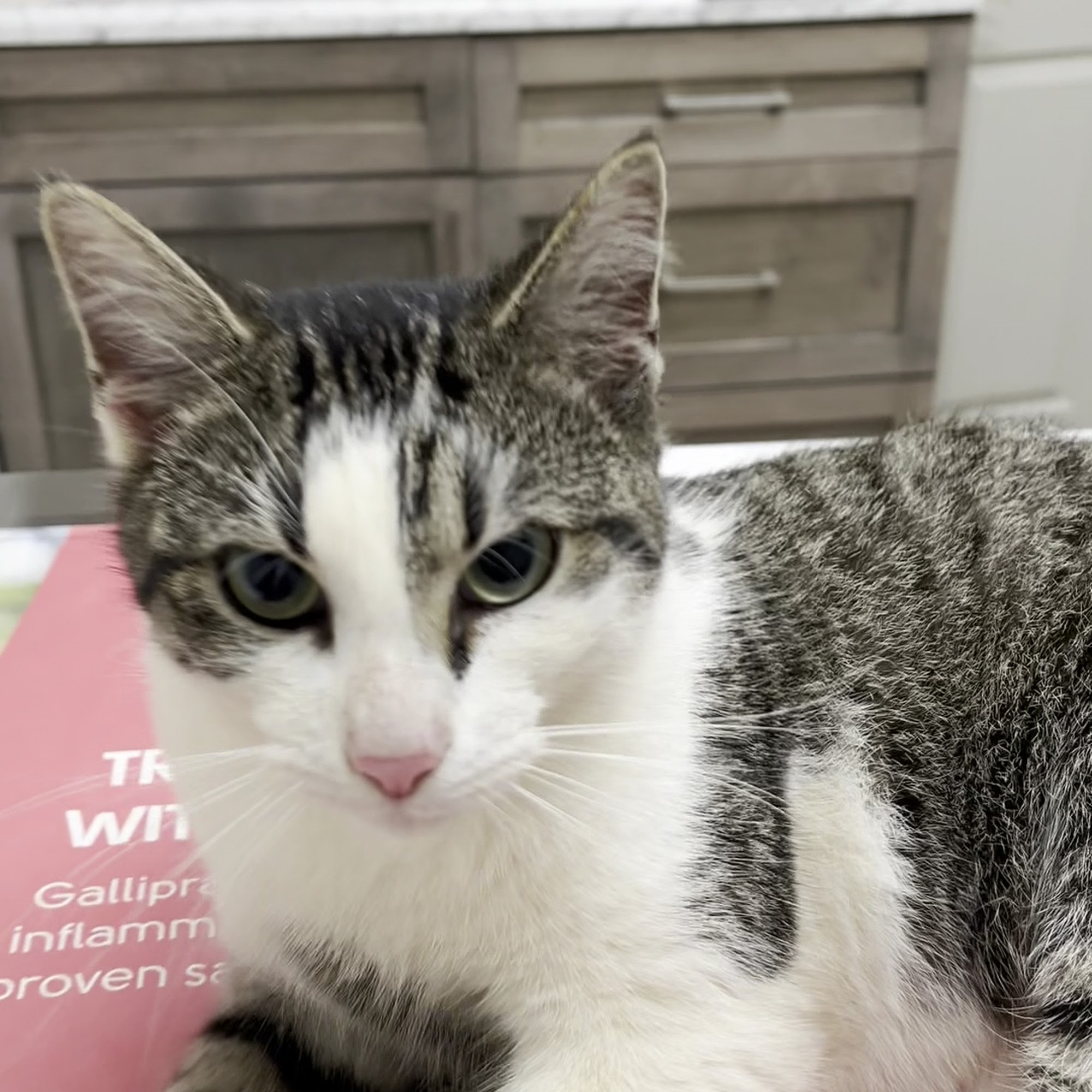 Argo Animal Clinic Trussville