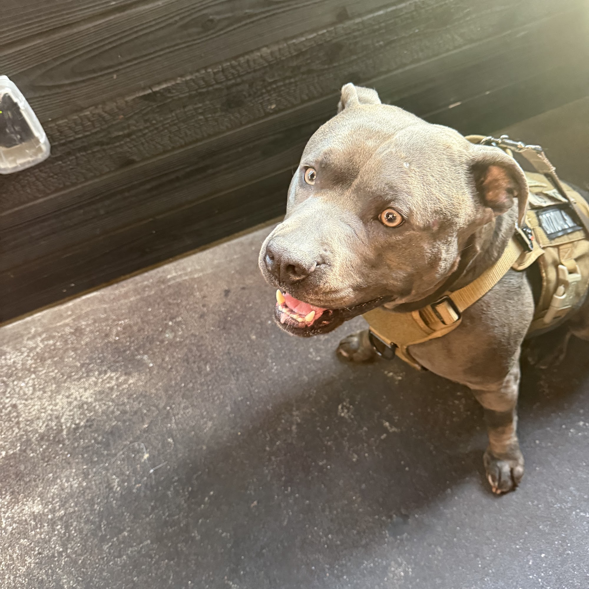 Emergency Pet Care Trussville