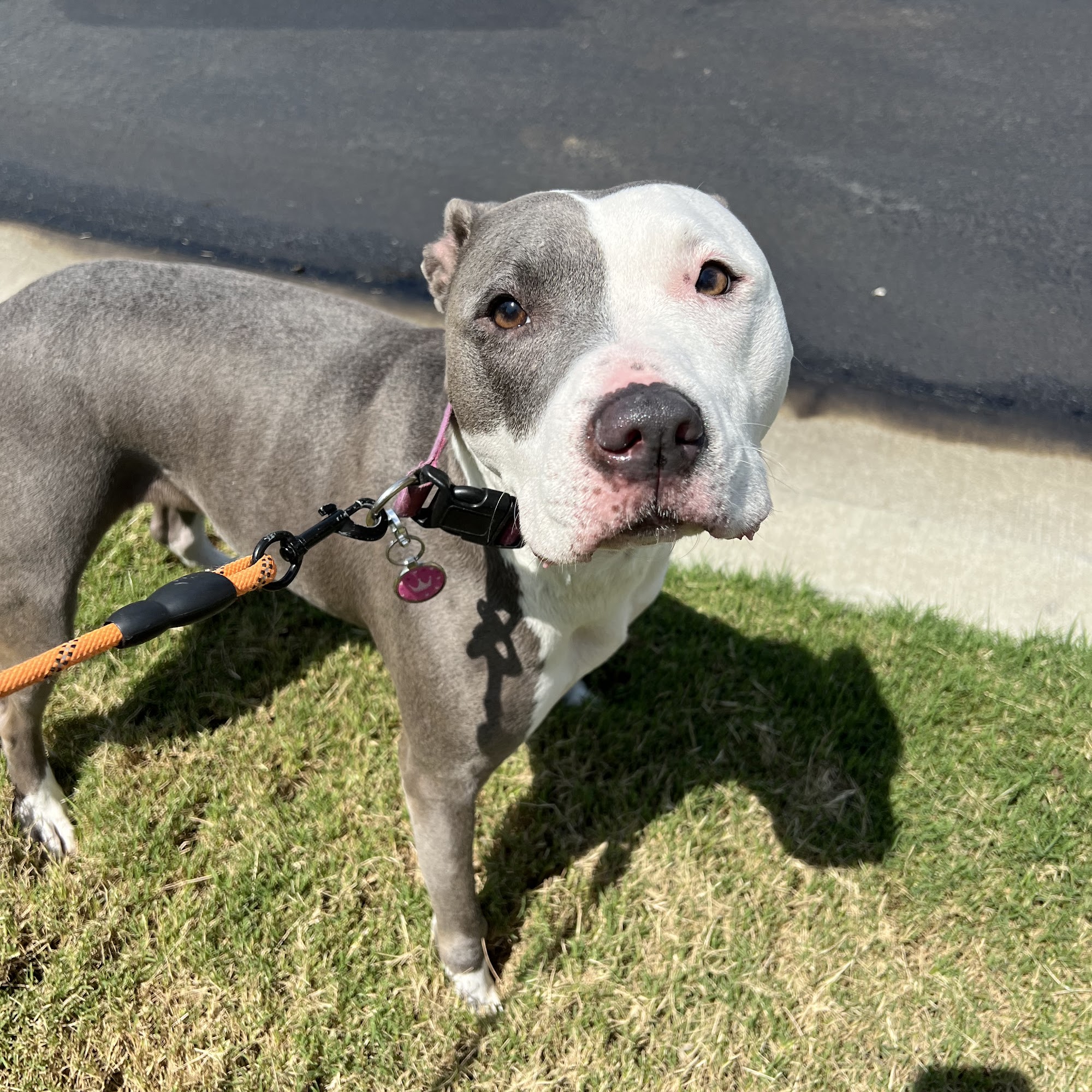 Little Cahaba Animal Hospital Trussville