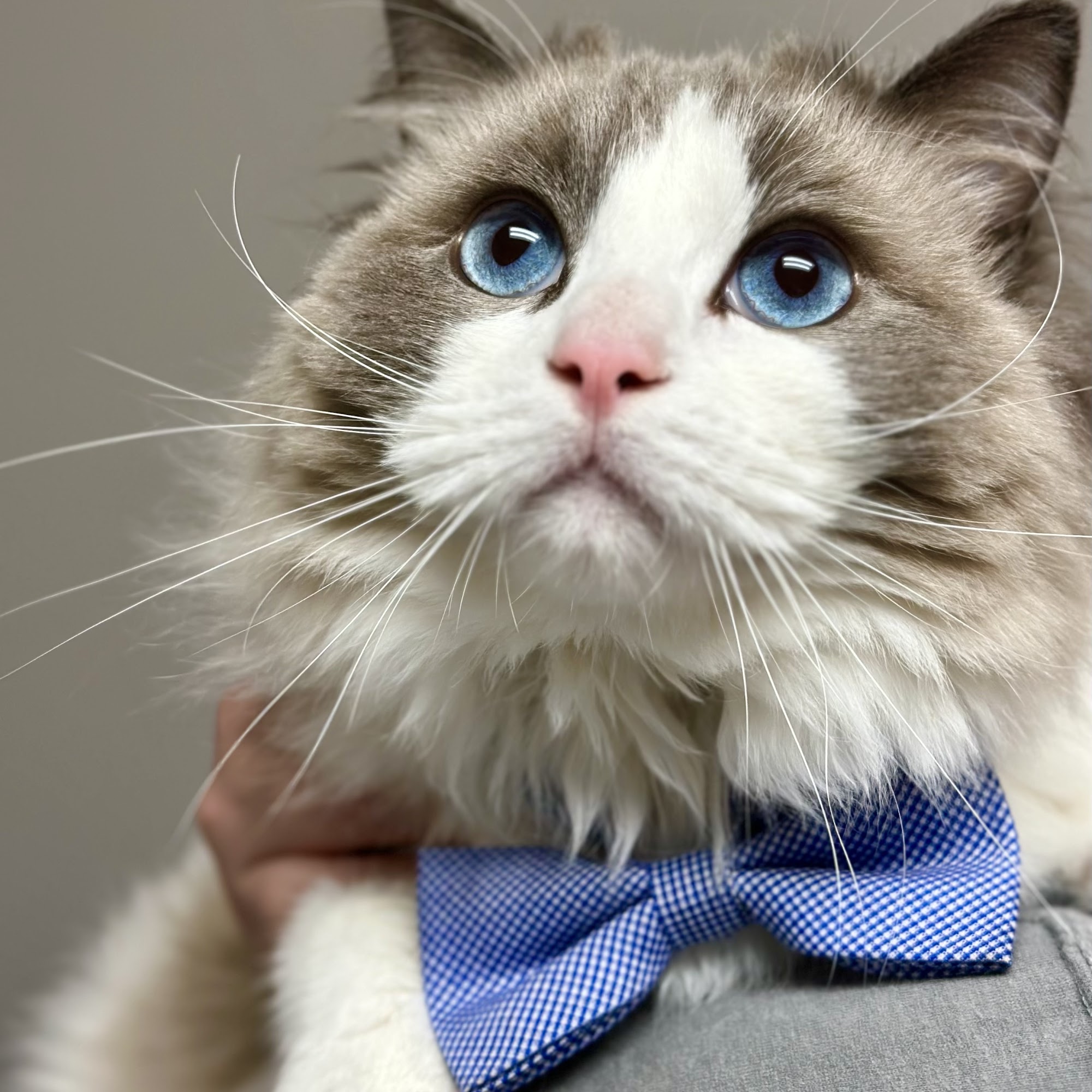 Alberta Veterinary Clinic Tuscaloosa