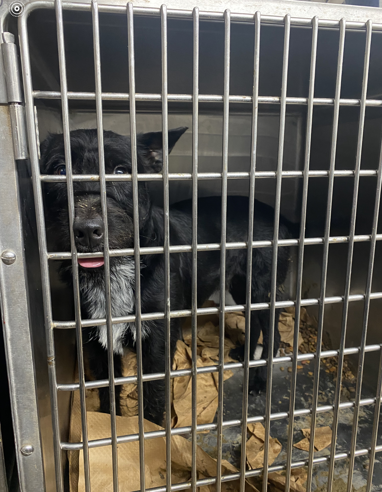 Colbert Animal Services Tuscumbia