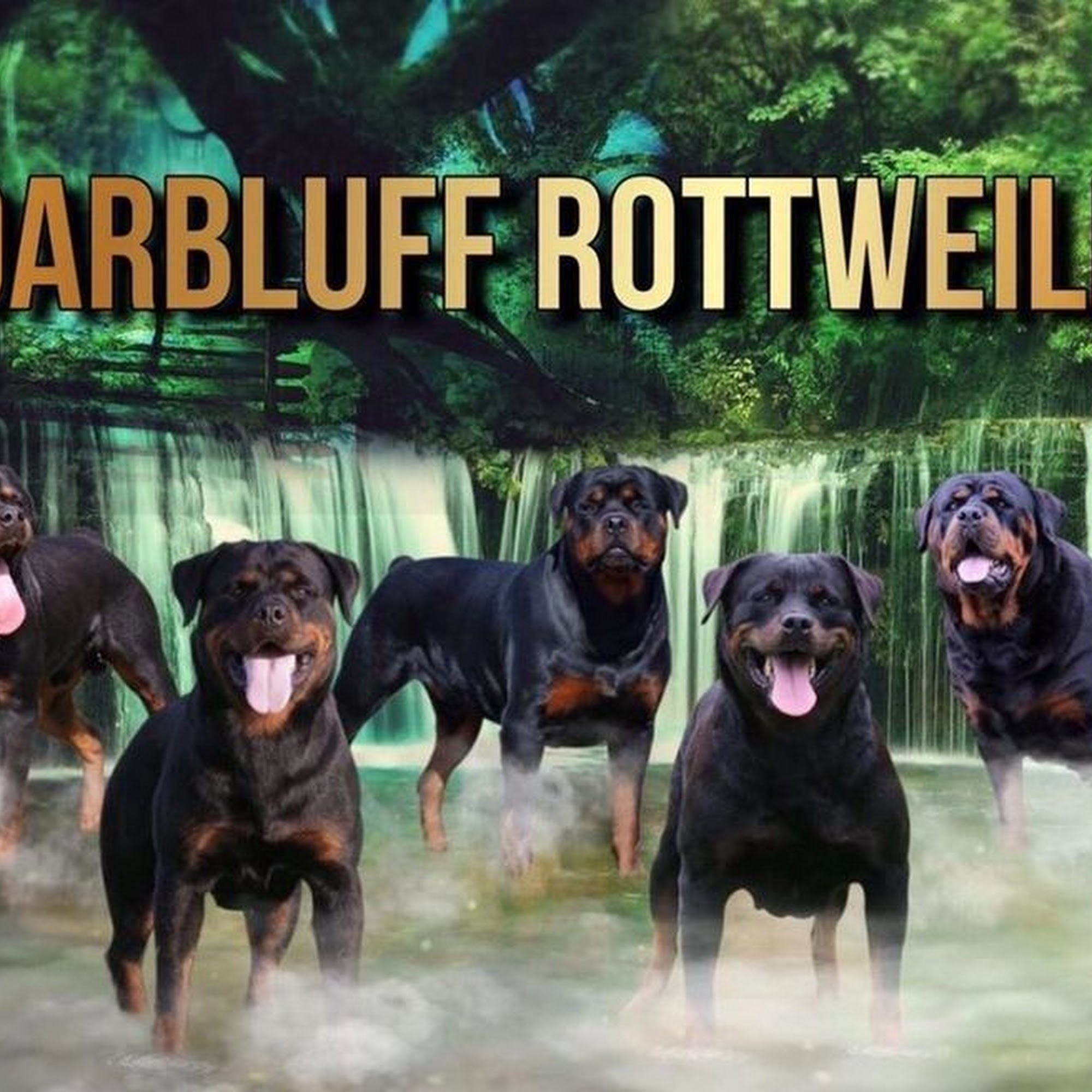CedarBluff Rottweilers 23732 Co Rd 53, Uniontown Alabama 36786