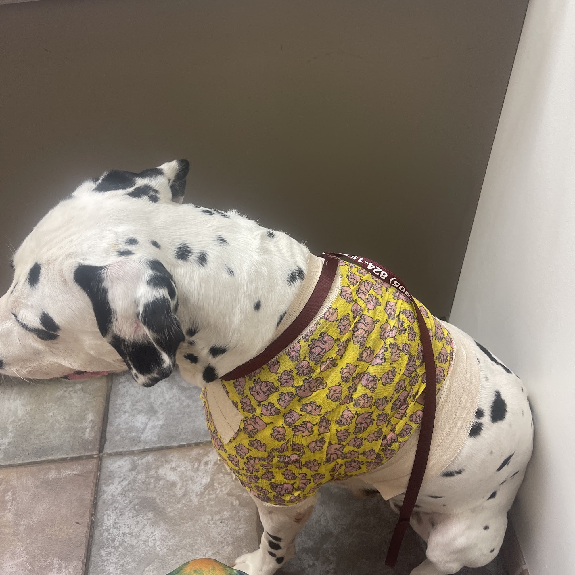 Pet Wellness Animal Hospital & Center Vestavia Hills