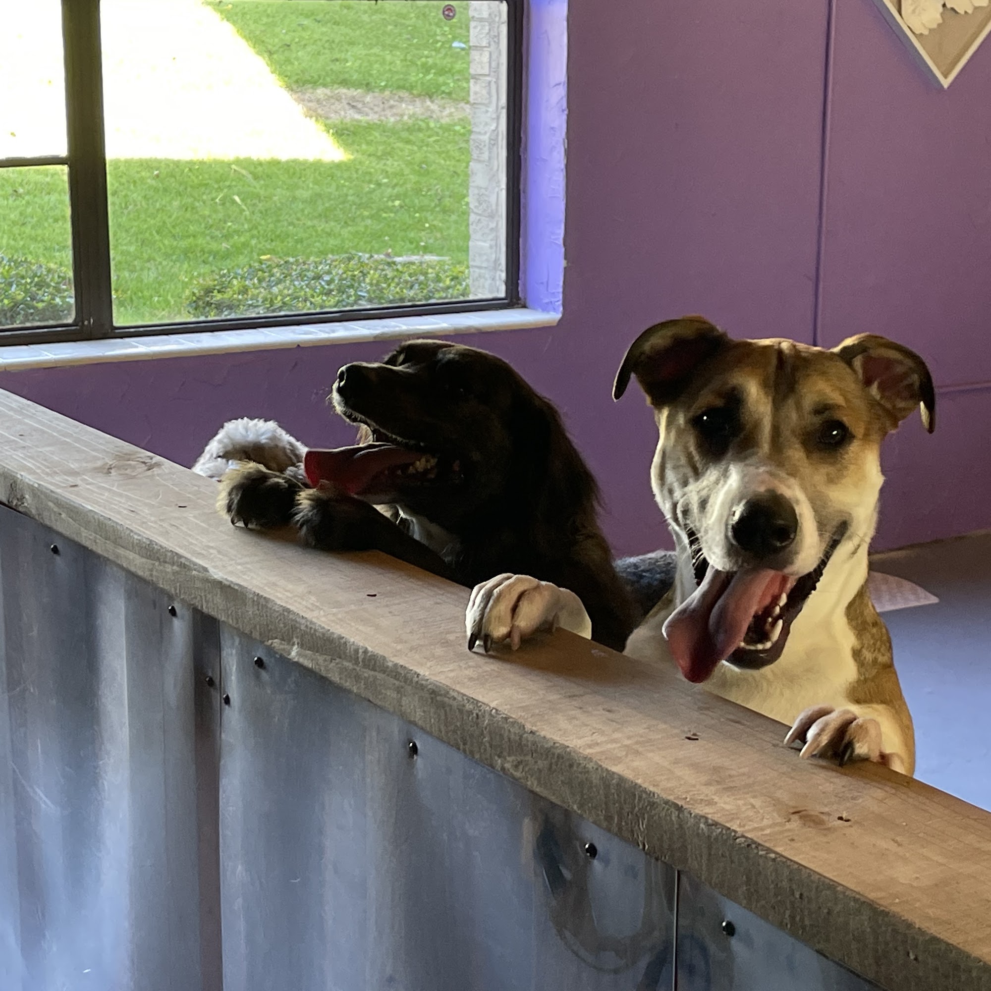 Iron City PAWfection Vestavia Hills