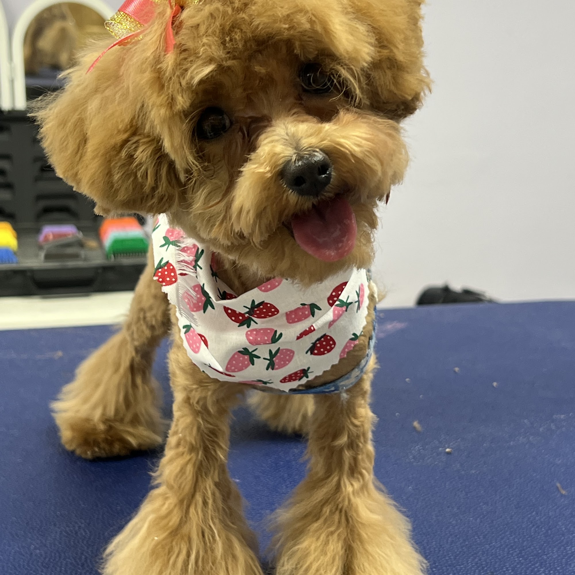 The Dog Nanny Grooming Salon Vestavia Hills