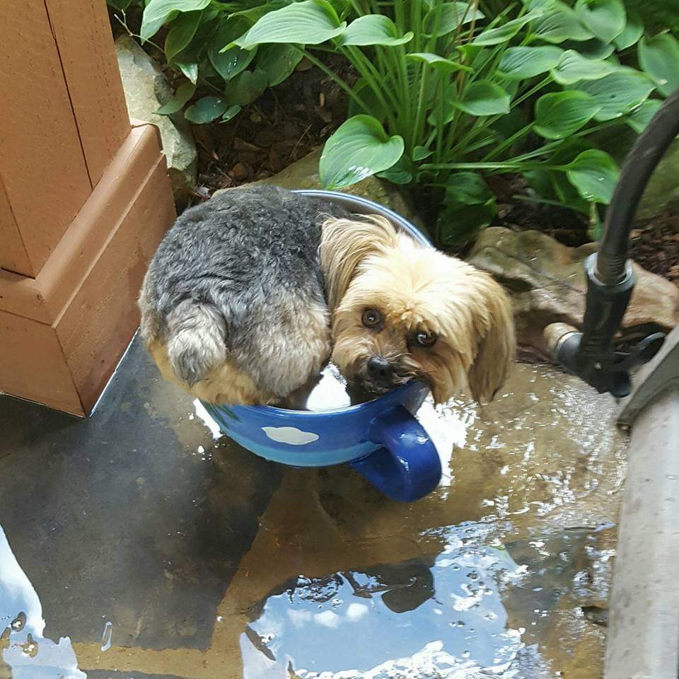 Prestigious Pets Salon & Pet Hotel Vinemont