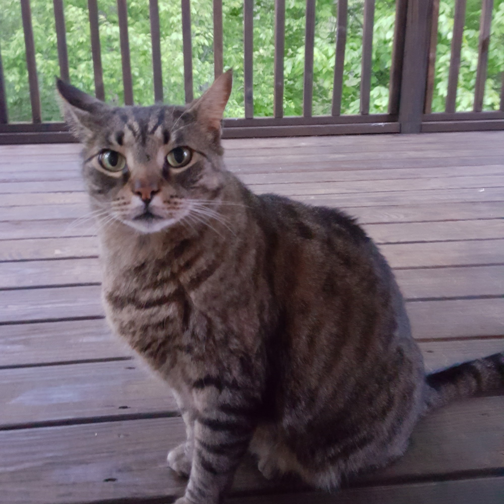 Stewart Animal Clinic: Bonds Tara DVM Warrior