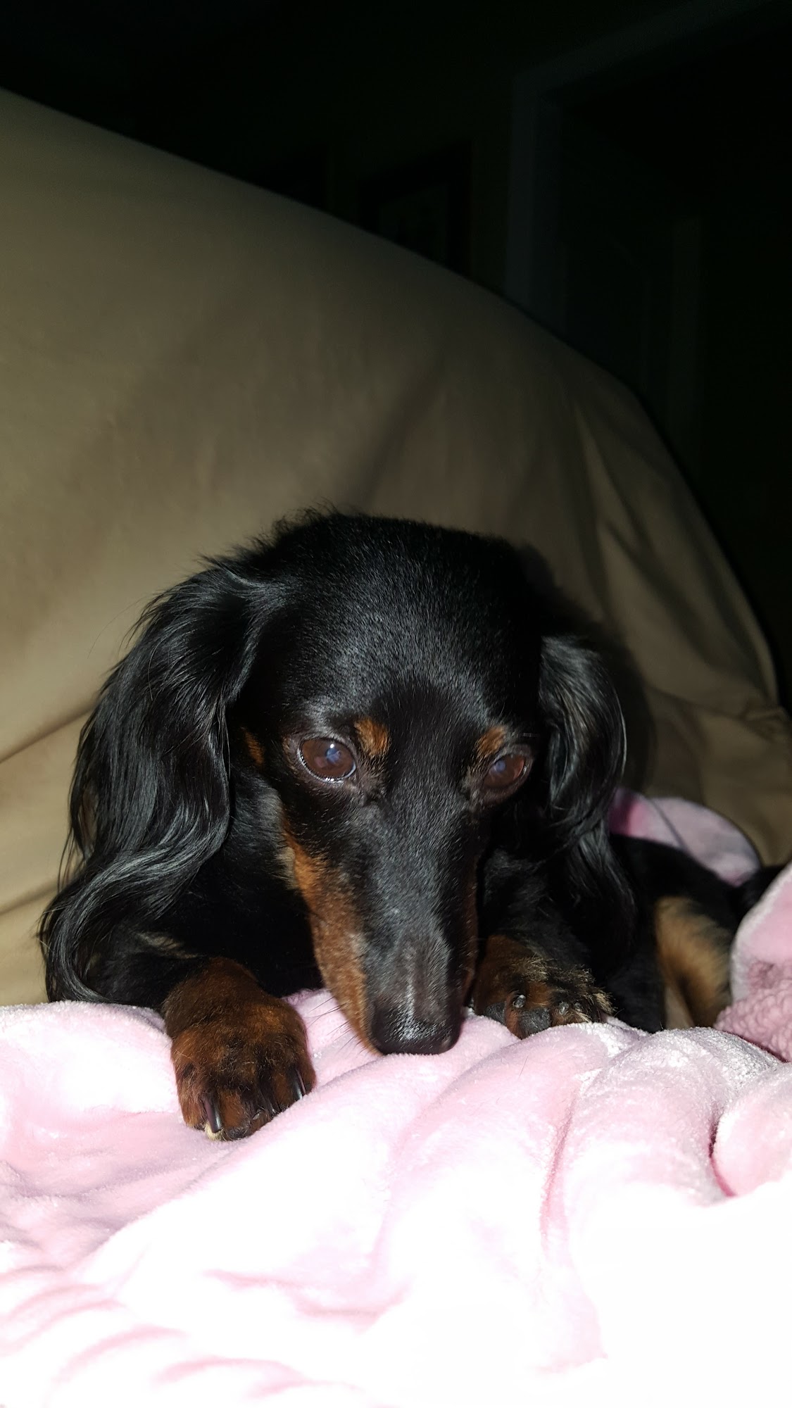 Holly's Country Canines Warrior