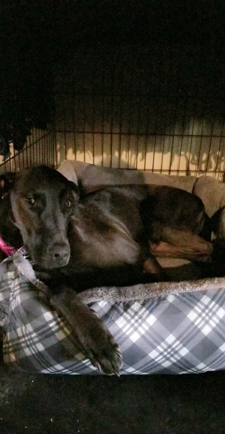 280 Animal Medical Center: Crisman Jay DVM Westover