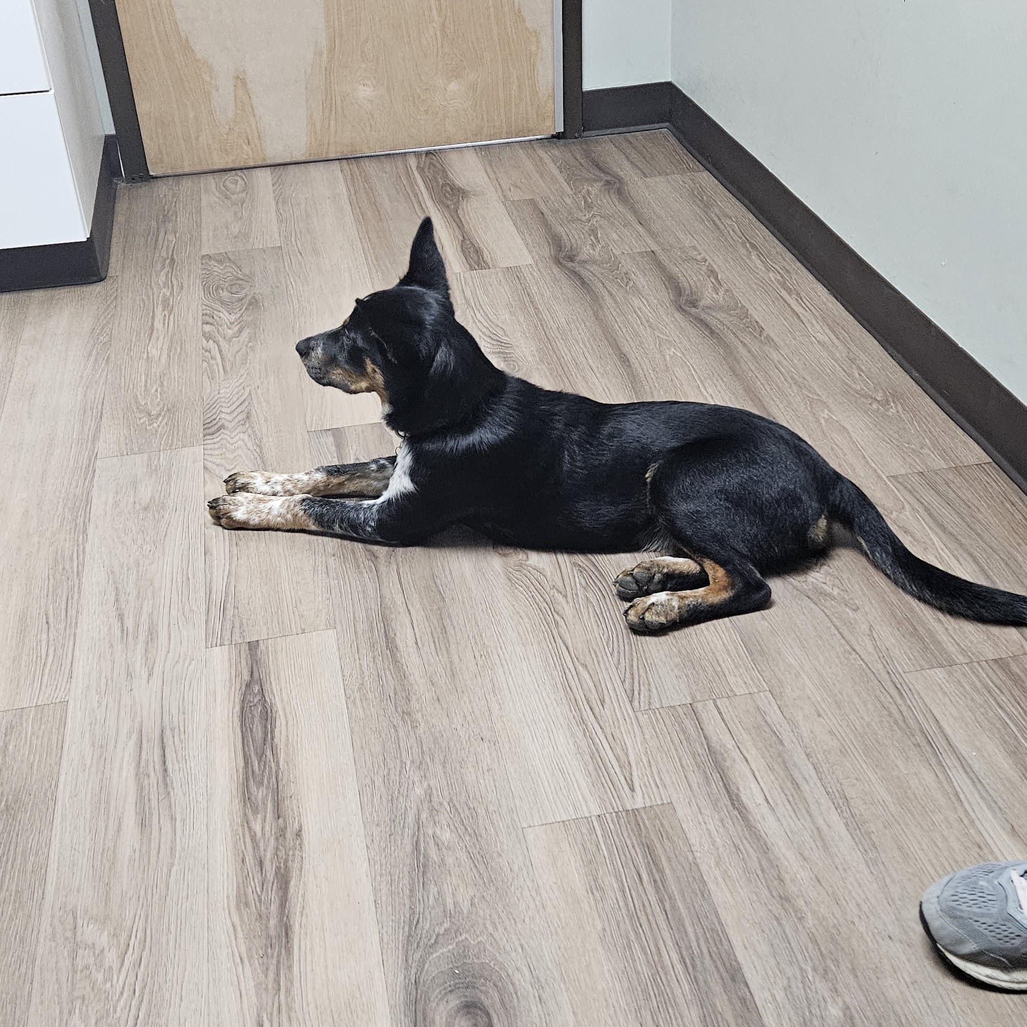 280 Animal Medical Center Westover