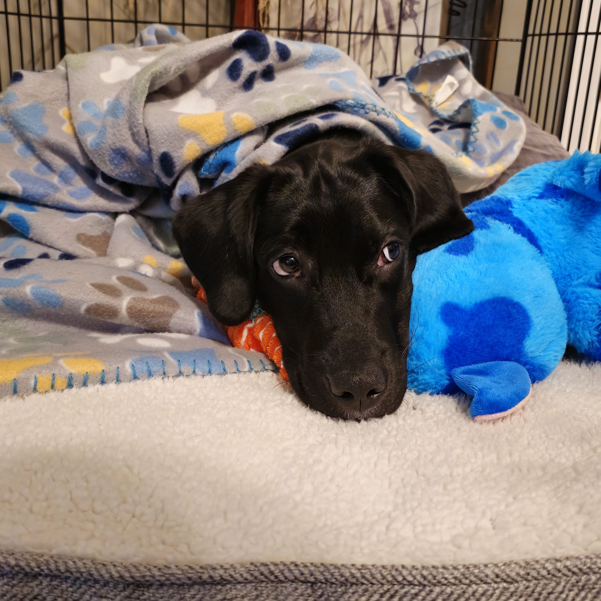 Bryson Veterinary Clinic Wetumpka