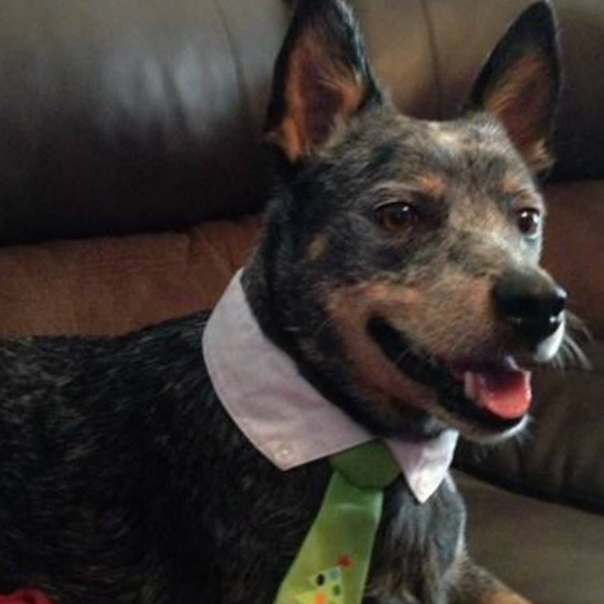 A Wiggle & A Wag Grooming Spa Wetumpka