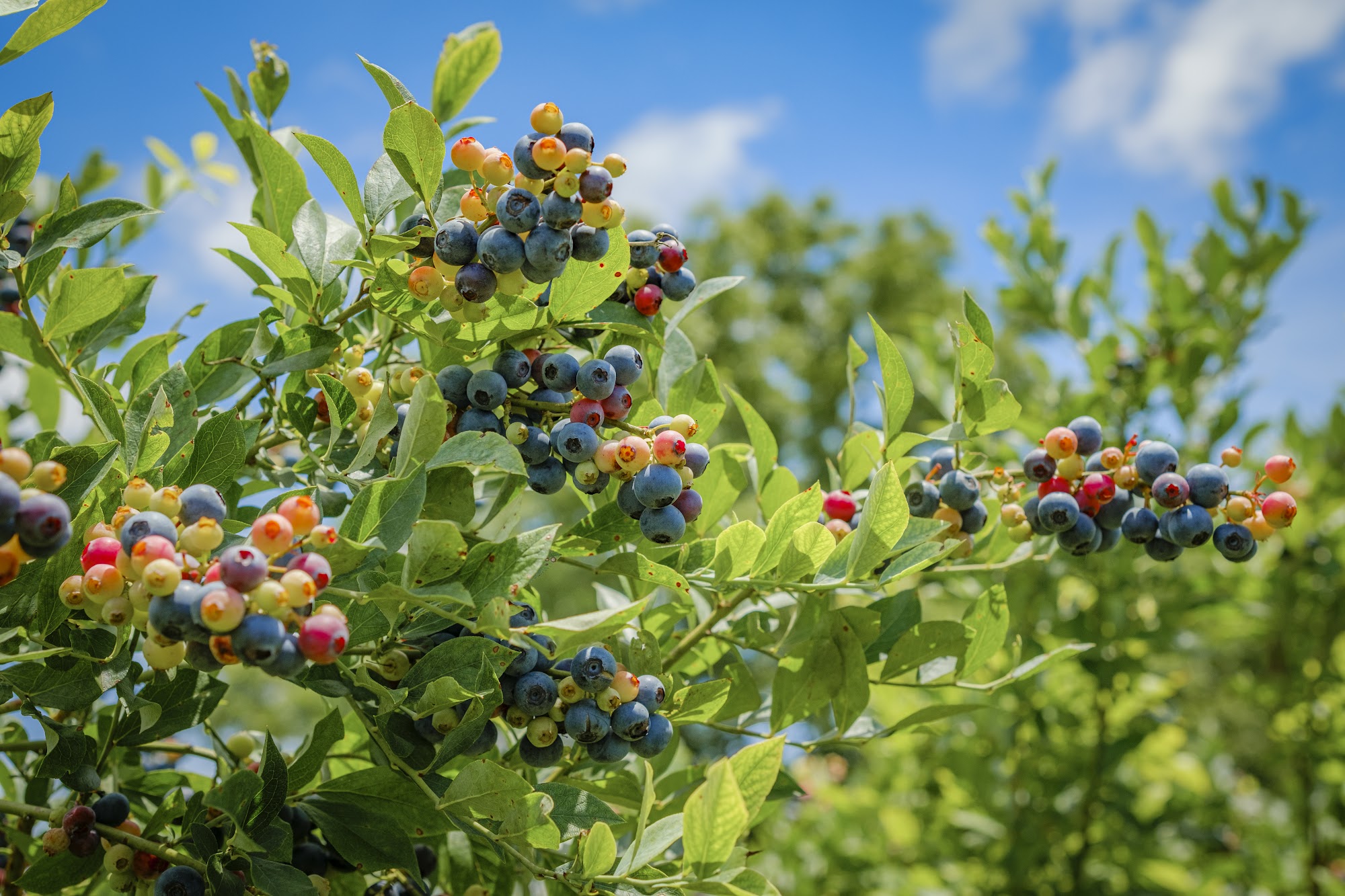 Bettys Berry Farm Wilmer