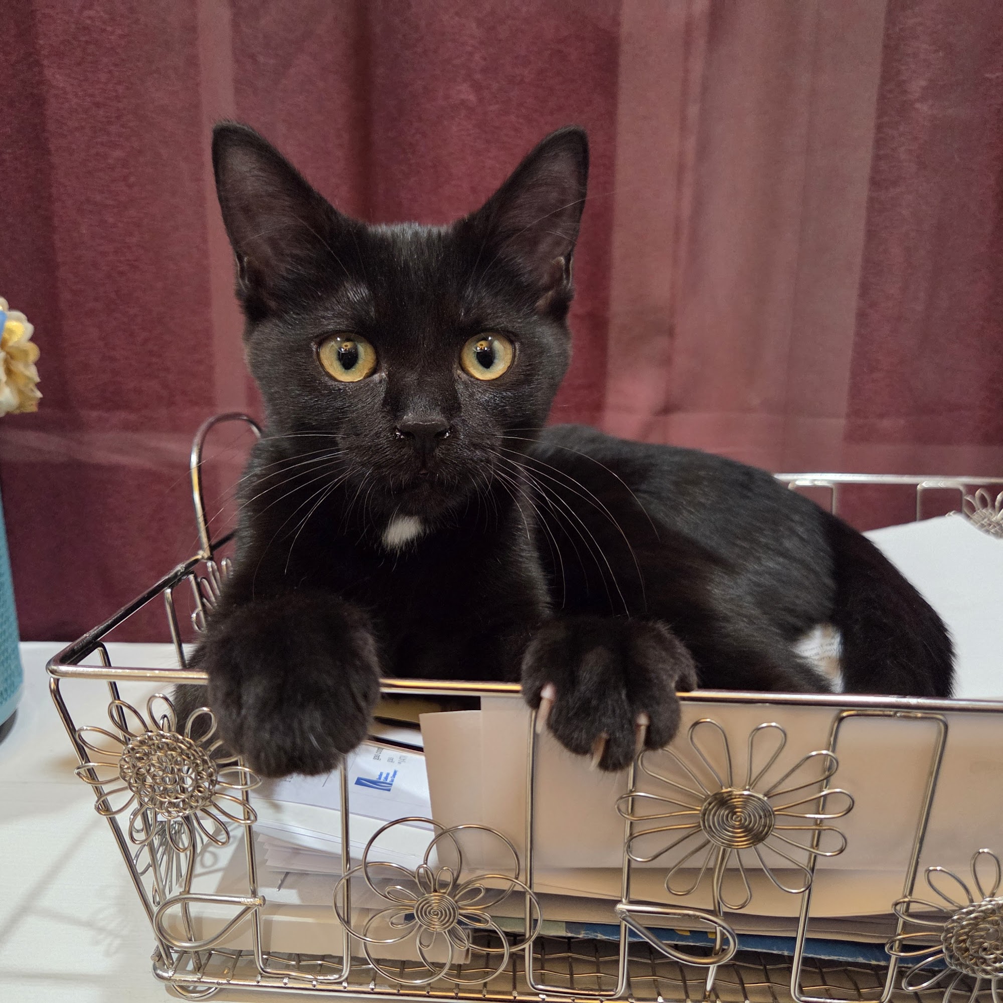 Alma Animal Clinic Alma