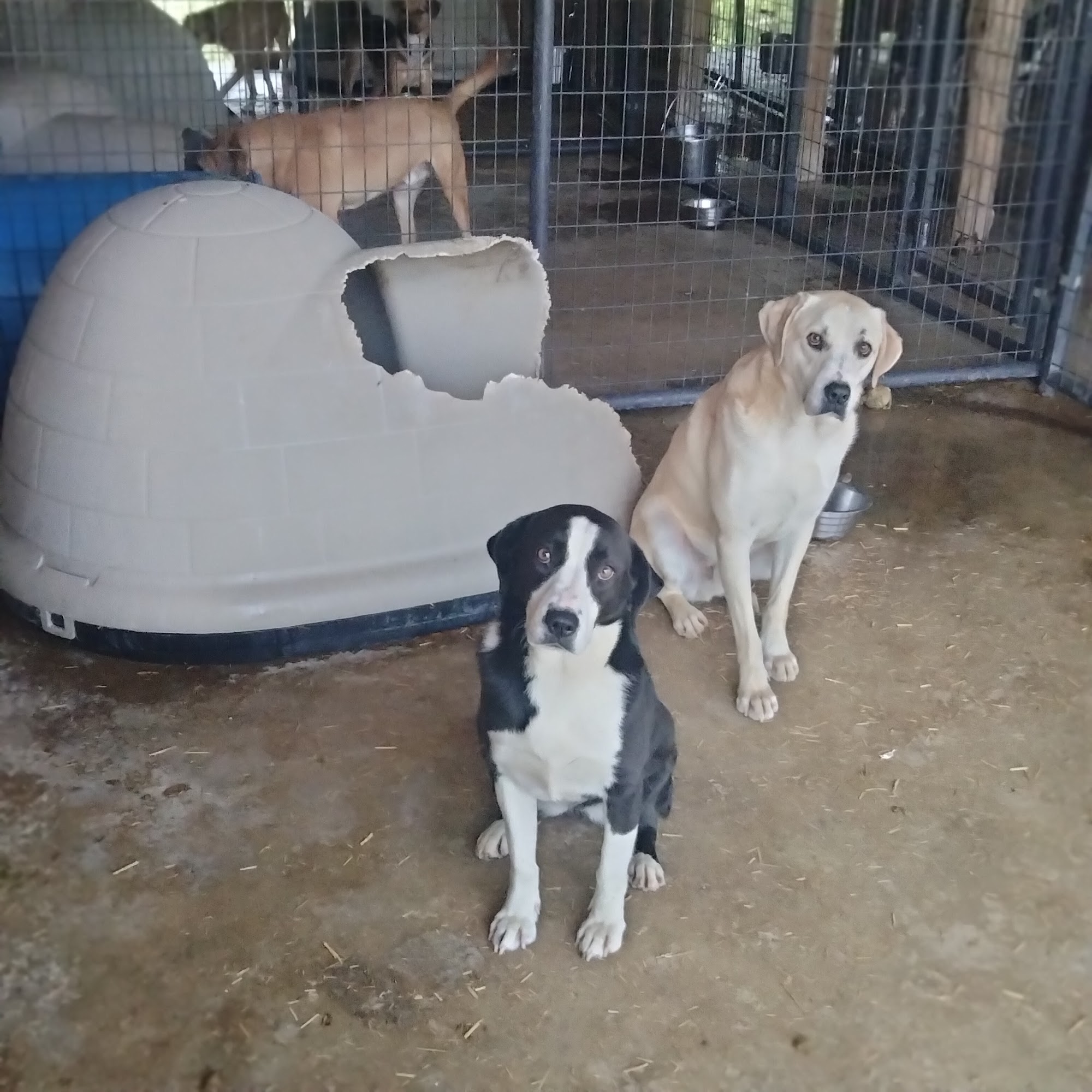 Humane Society of Clark County AR. Arkadelphia