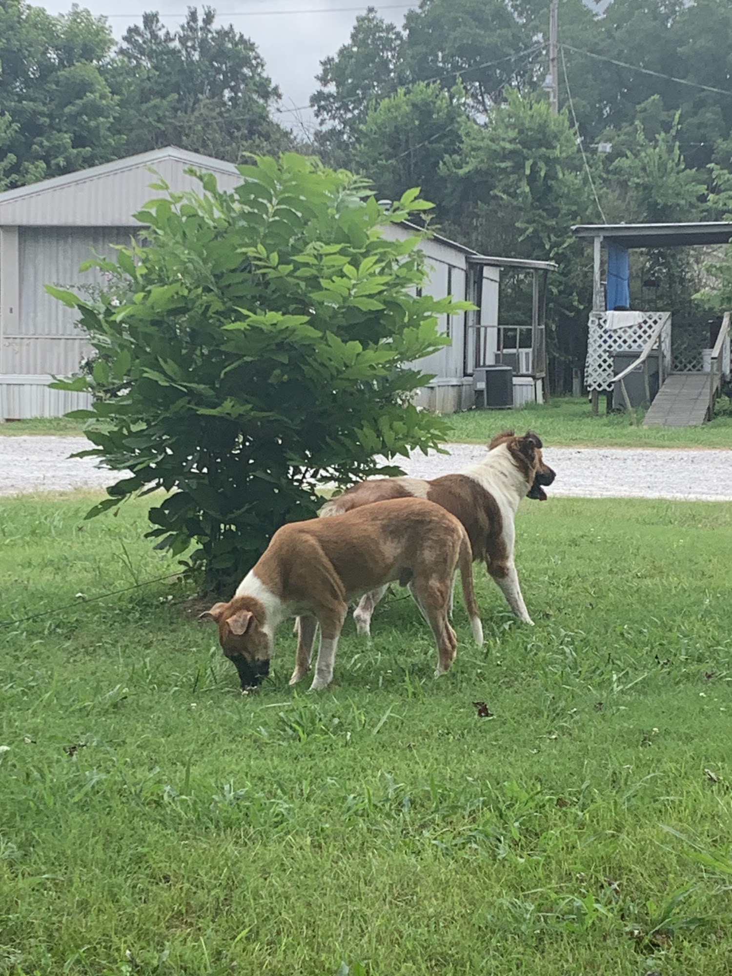 Cedar Creek Veterinary Clinic LLC Ash Flat