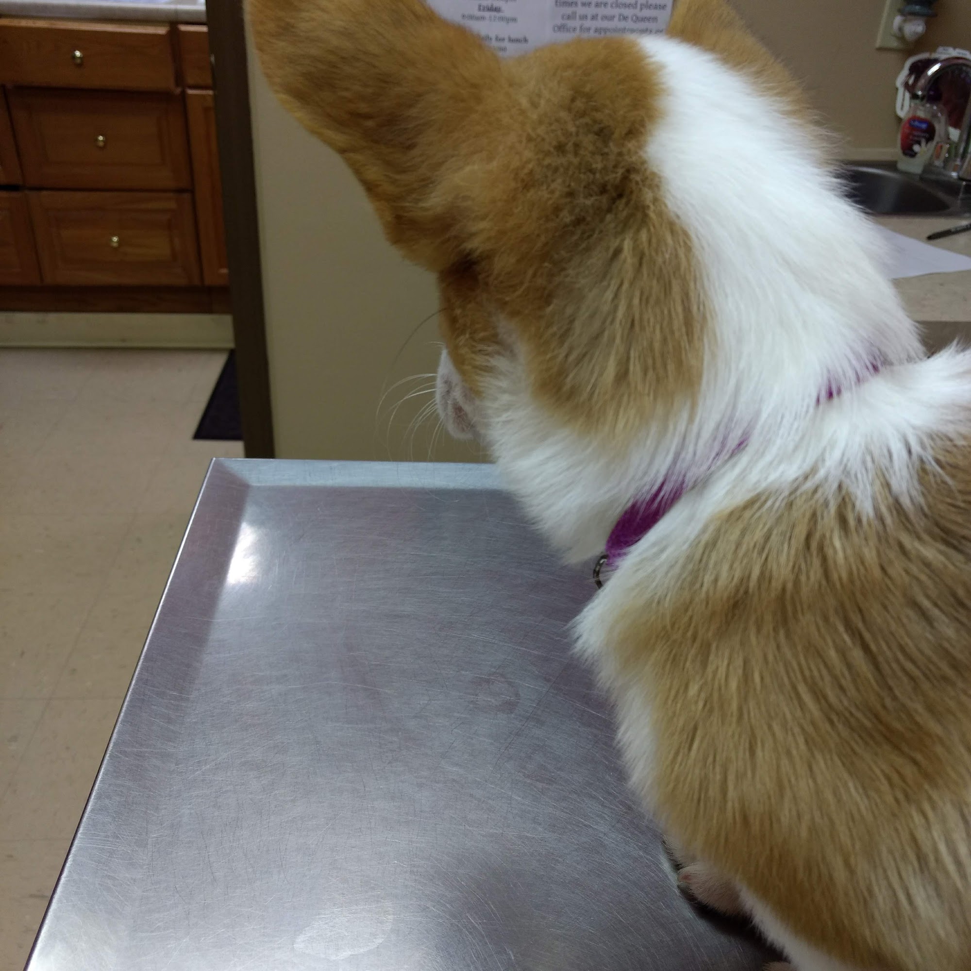 Ashdown Veterinary Clinic Ashdown