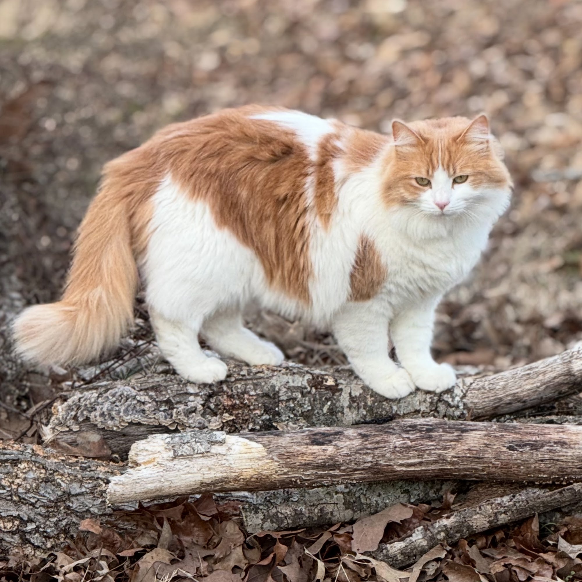 White River Veterinary Clinic Batesville