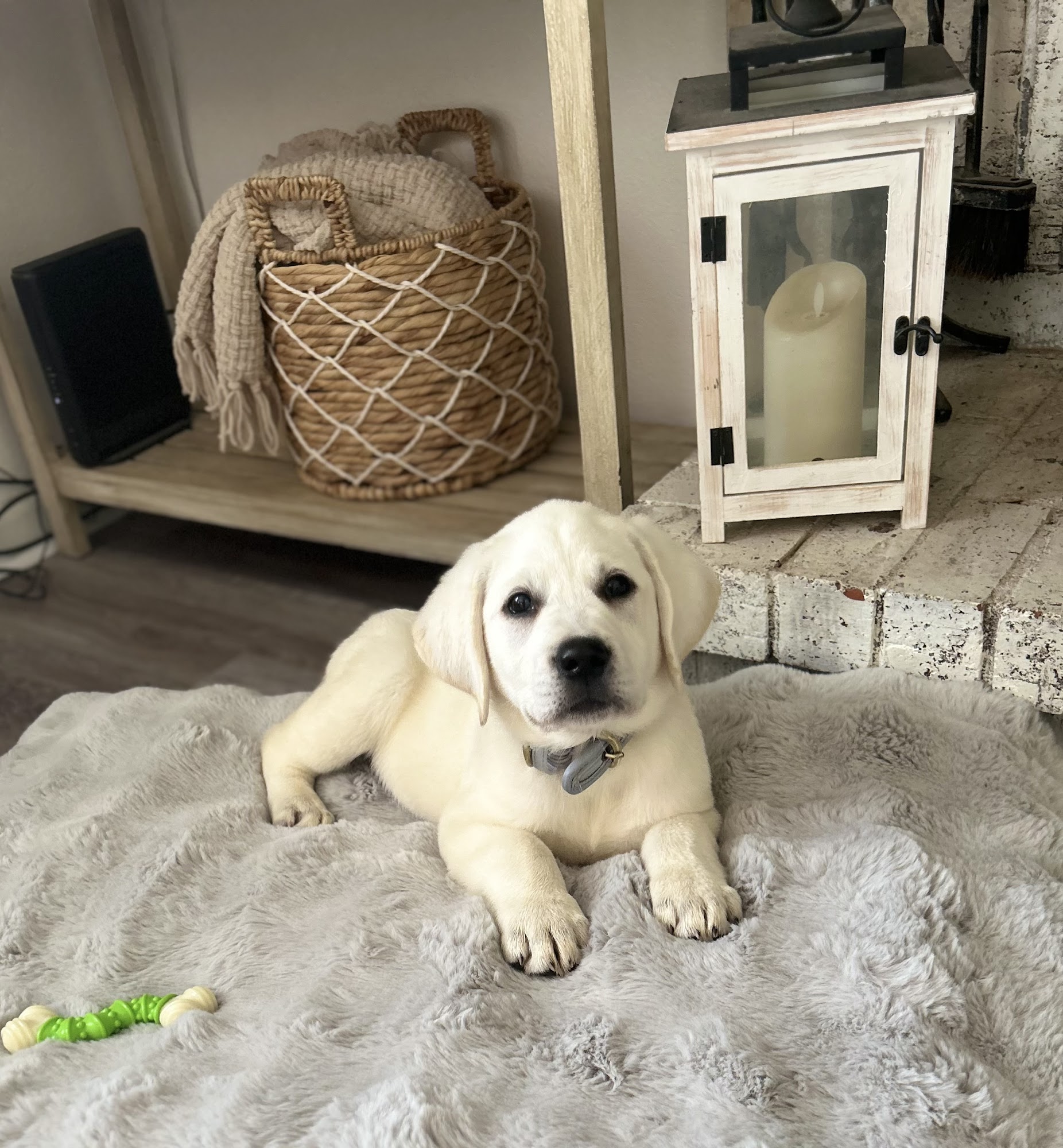 Snowy Pines White Labs Batesville