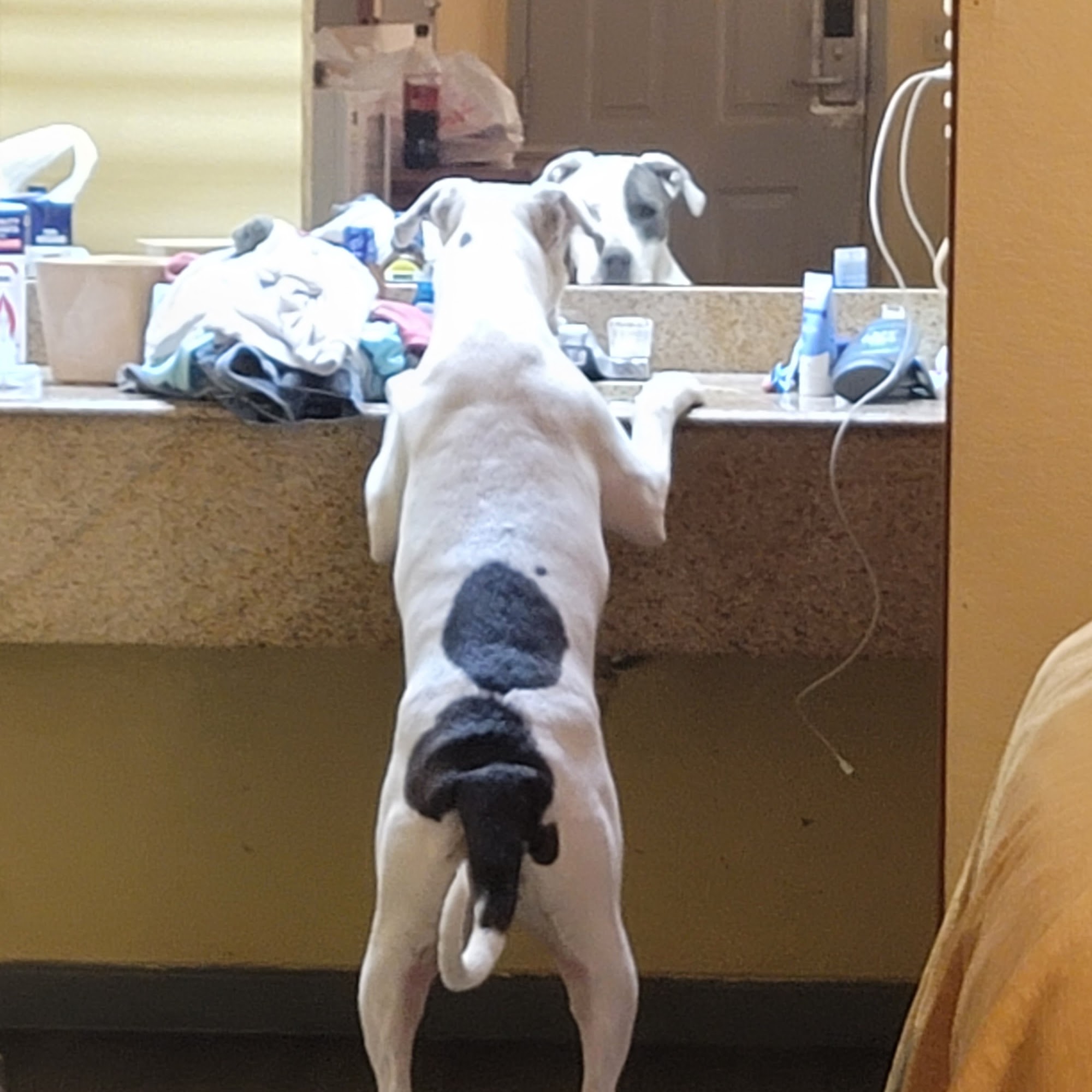 Beebe Veterinary Hospital Beebe