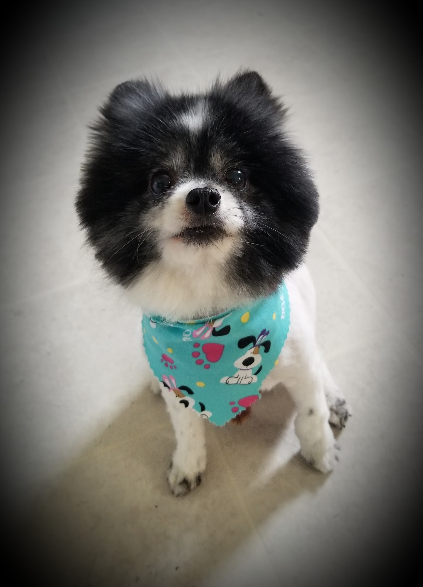 K-9 Grooming & Boarding Beebe