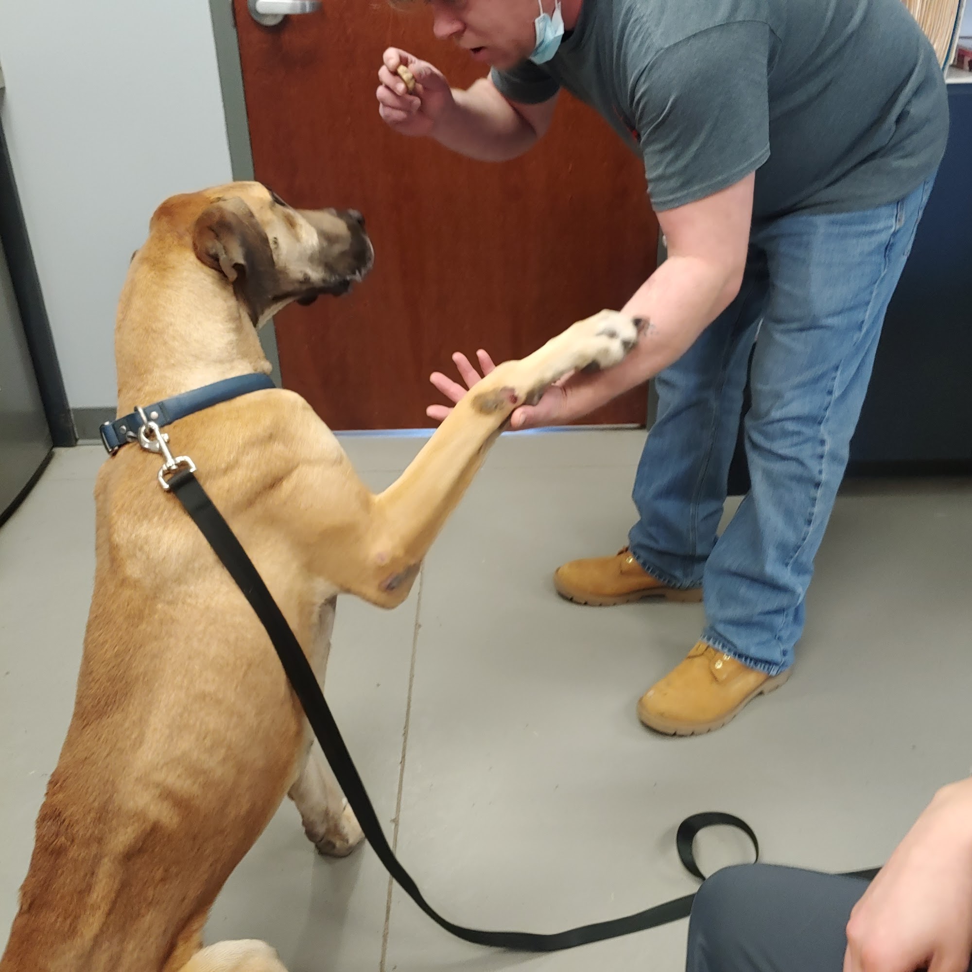 Village Pet Hospital: Hayden Patrick DVM Bella Vista