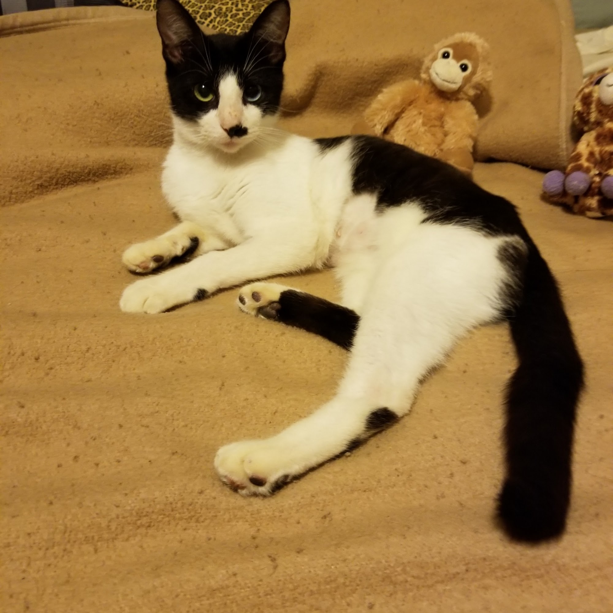 Bella Vista Animal Shelter Bella Vista