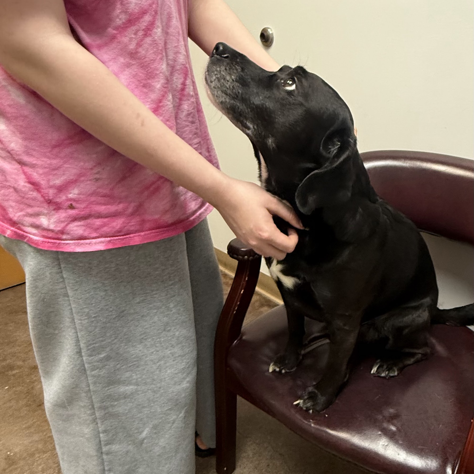 Benton Veterinary Hospital Benton