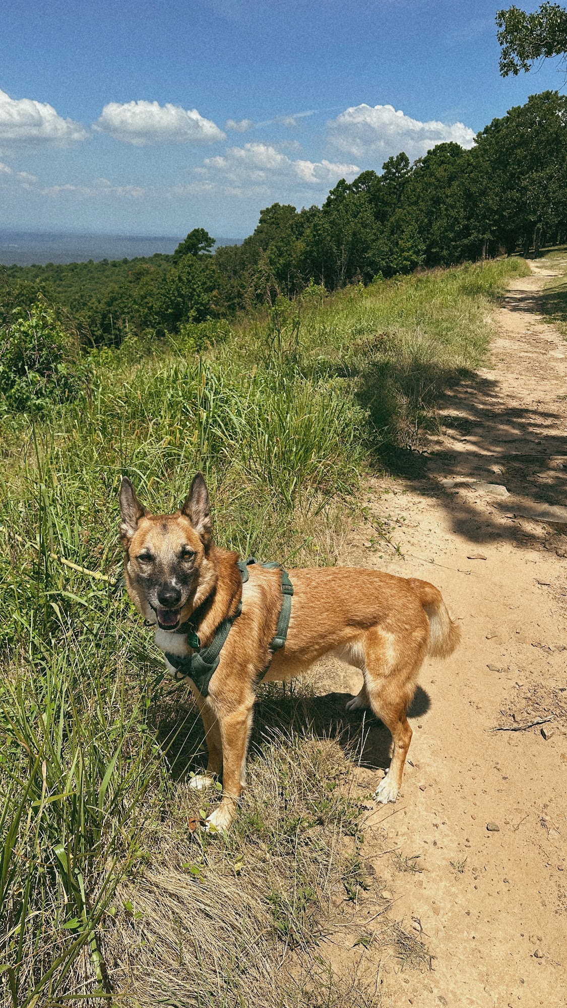 Vetco Total Care Animal Hospital Benton