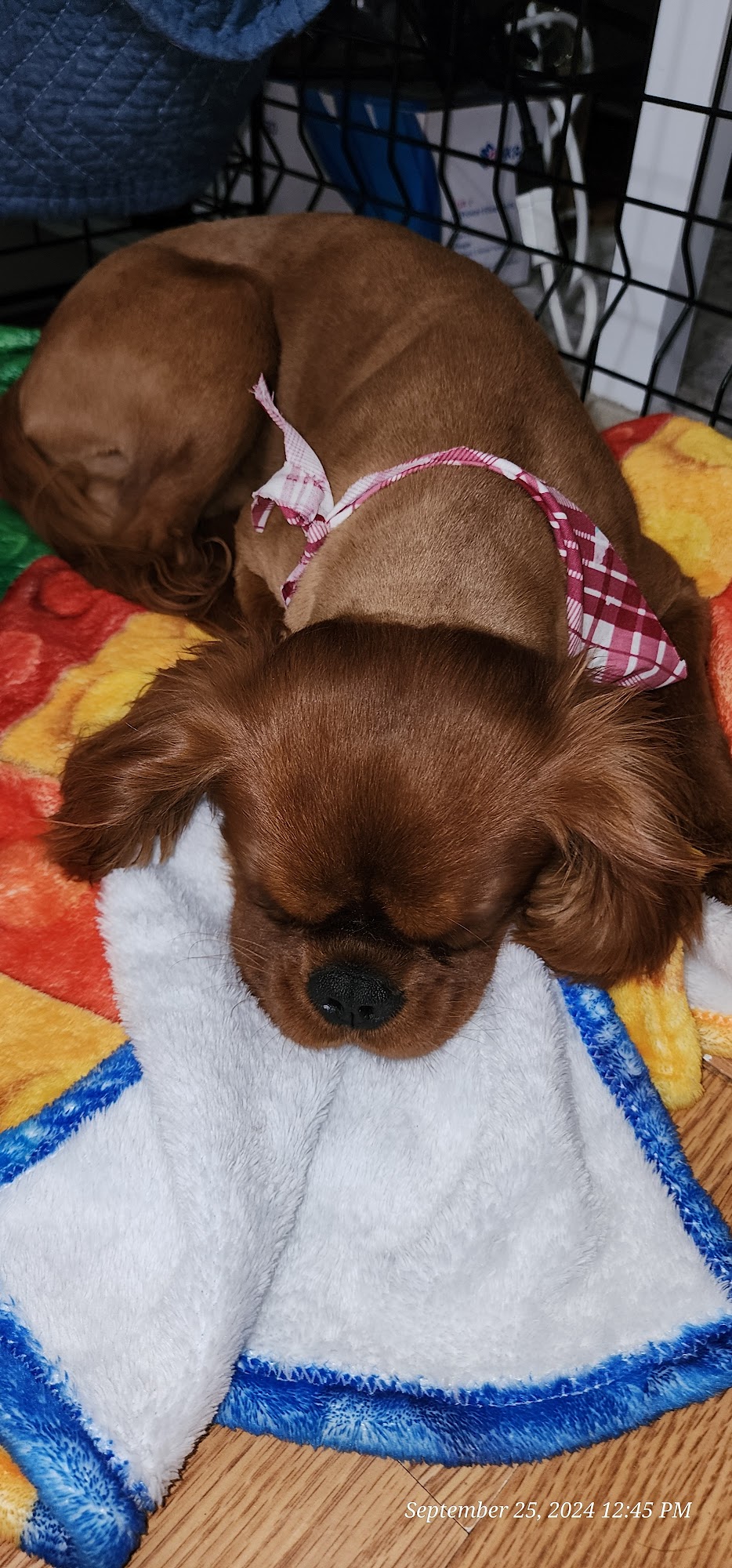 Scrub-A-Dub Dog Grooming Benton