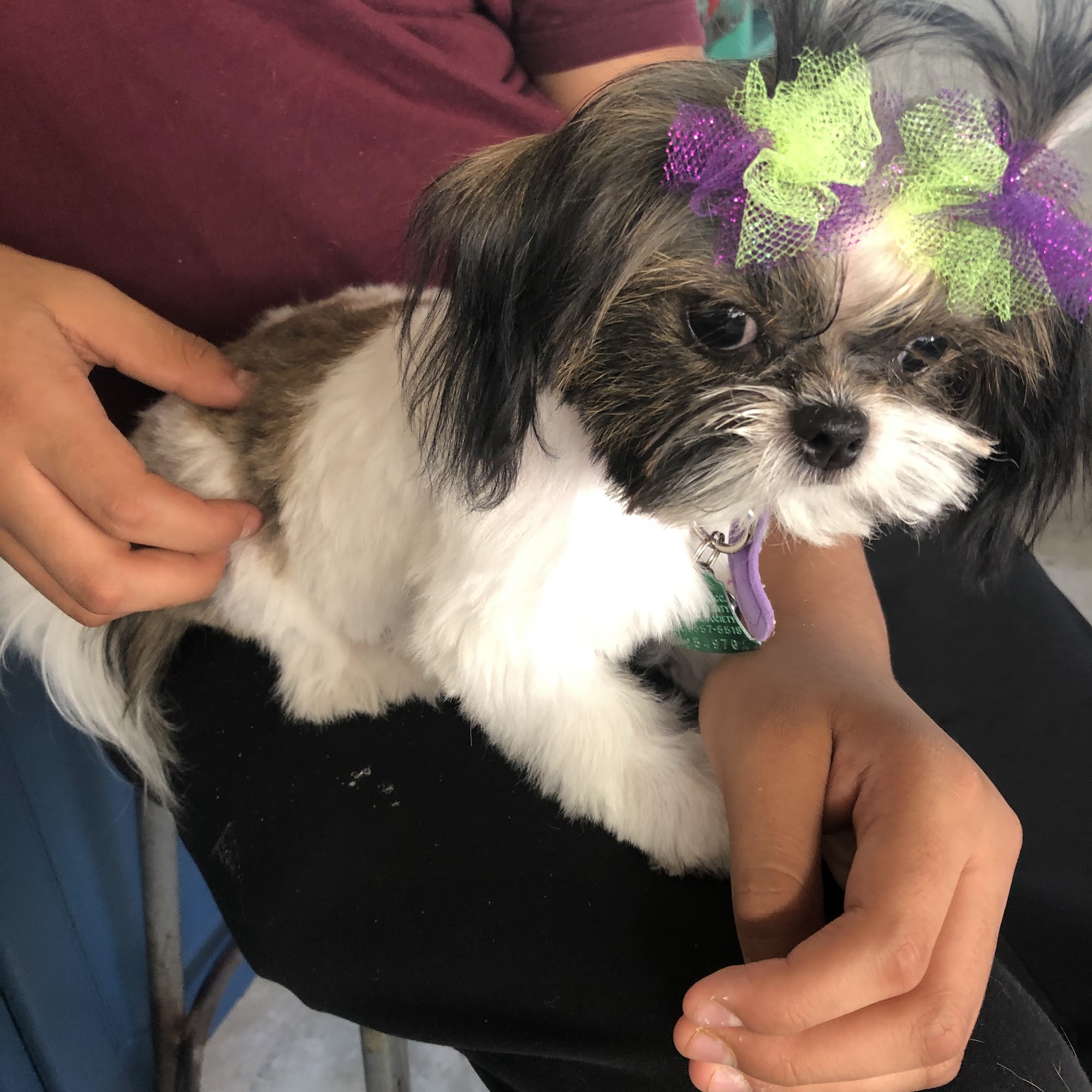 Sharp Land Paw-Fection Pet Center Benton