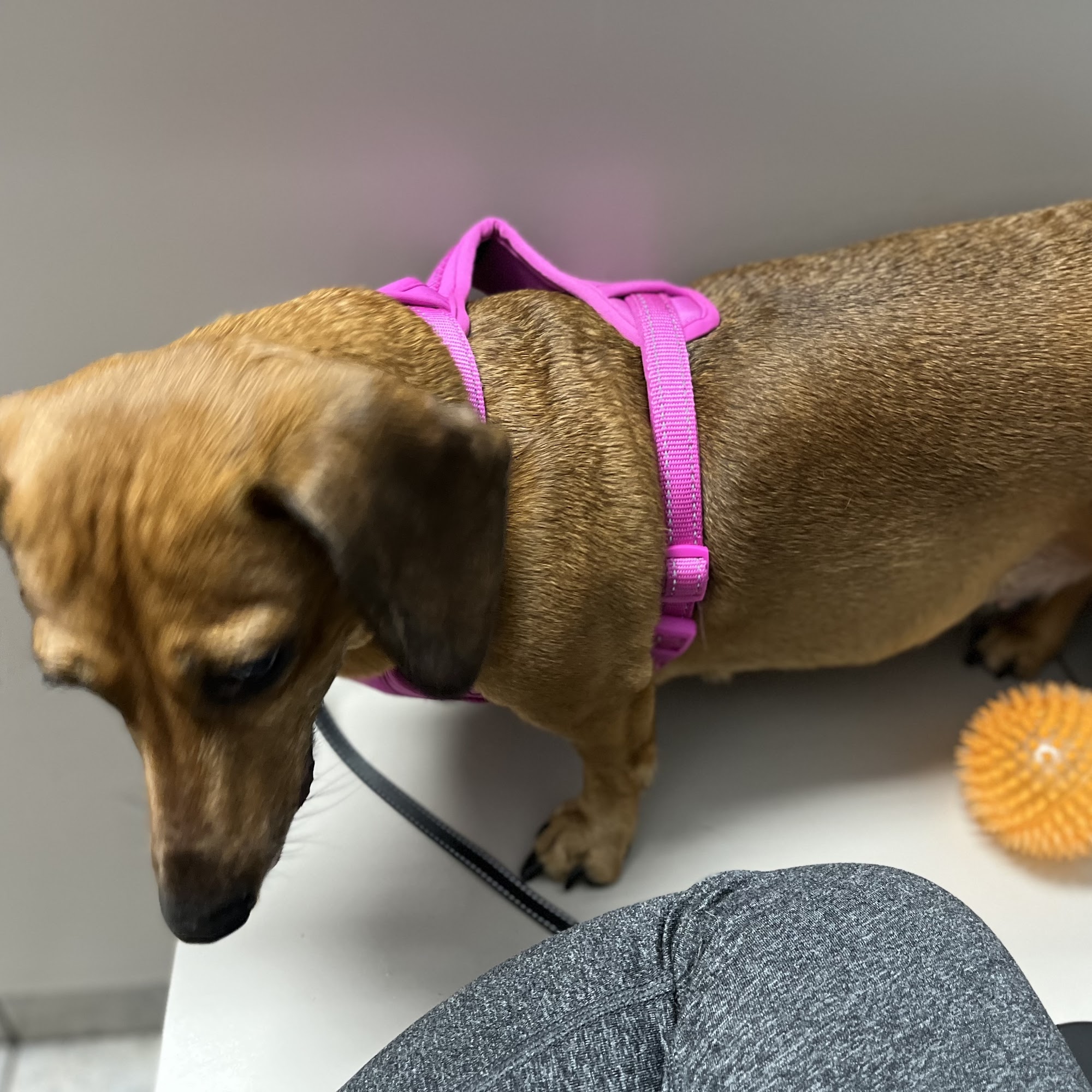 Rose Animal Clinic Bentonville