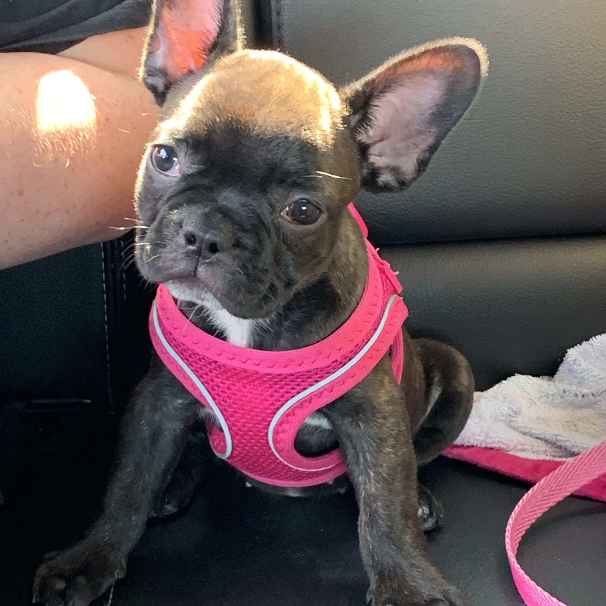 Osage Veterinary Clinic Bentonville