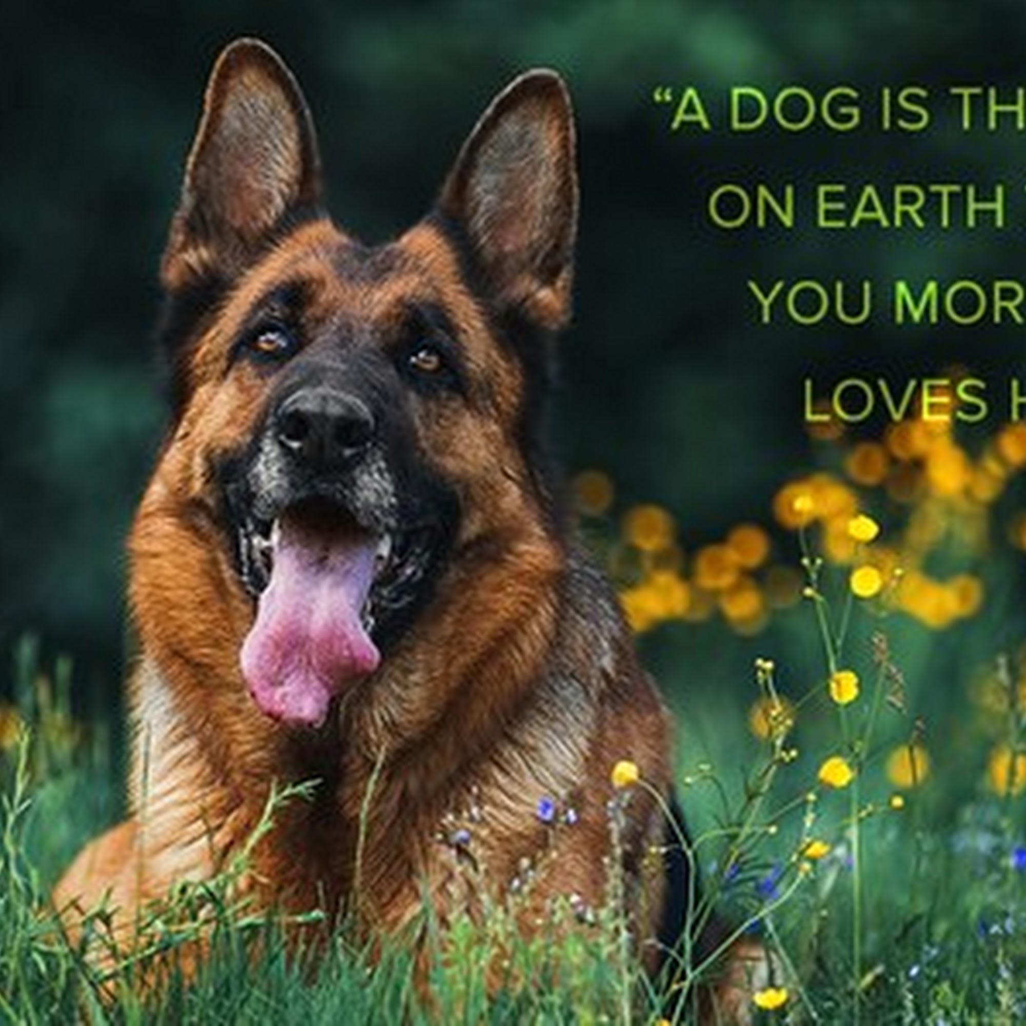 All Pets Animal Hospital Bentonville Bentonville