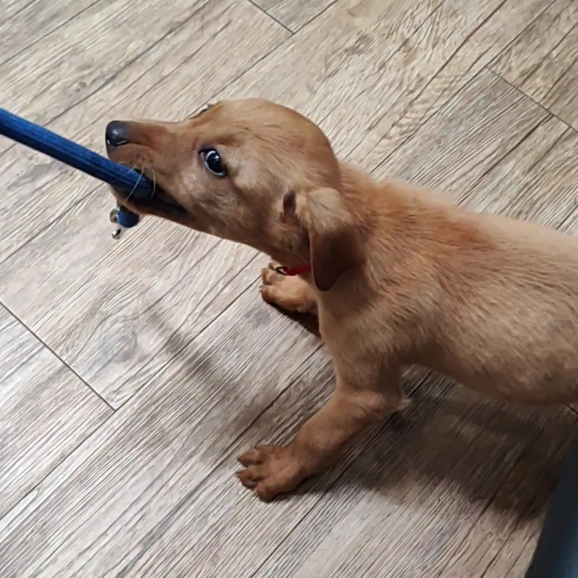 Sugar Creek Animal Hospital Bentonville