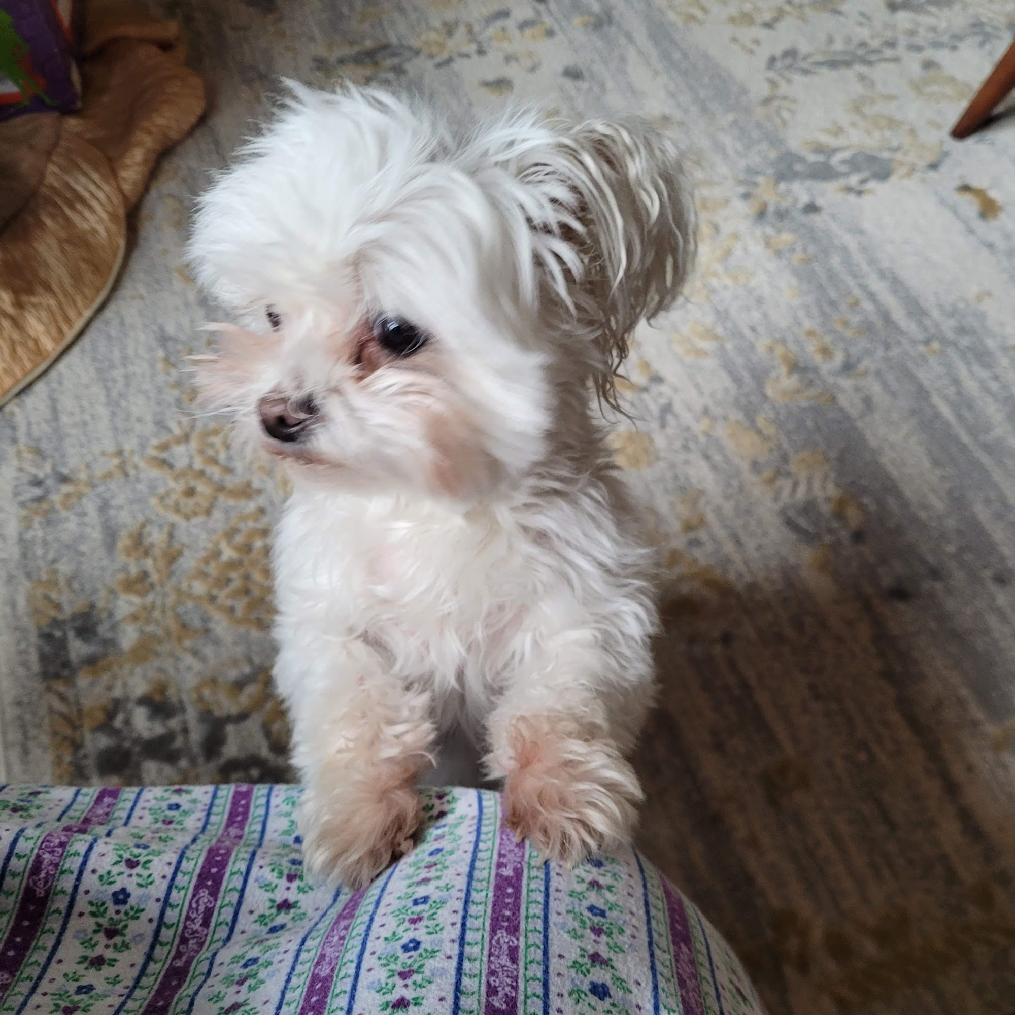 Sugar Creek Animal Hospital: Ensley Stephanie DVM Bentonville