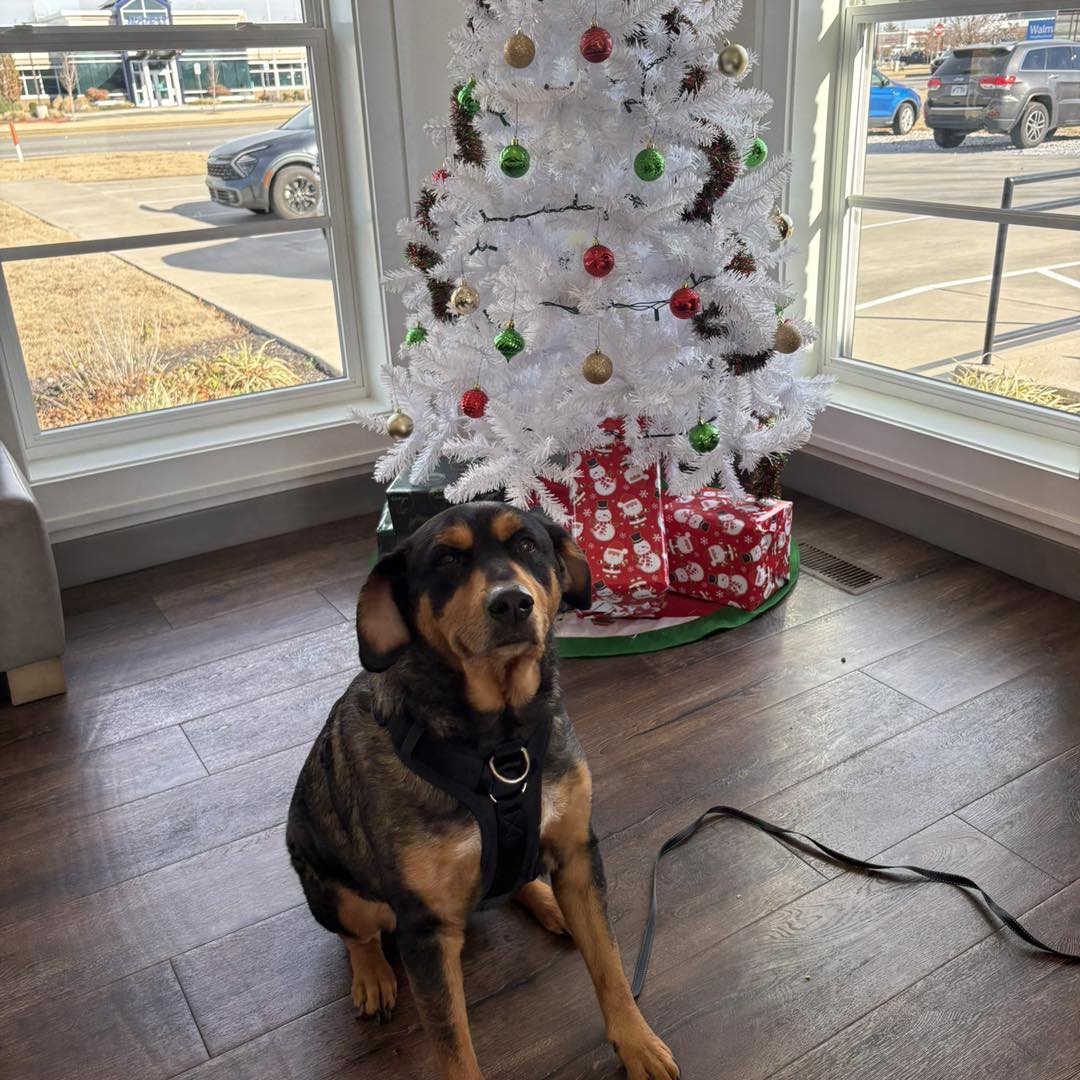 Animal Hospital of Bentonville Bentonville