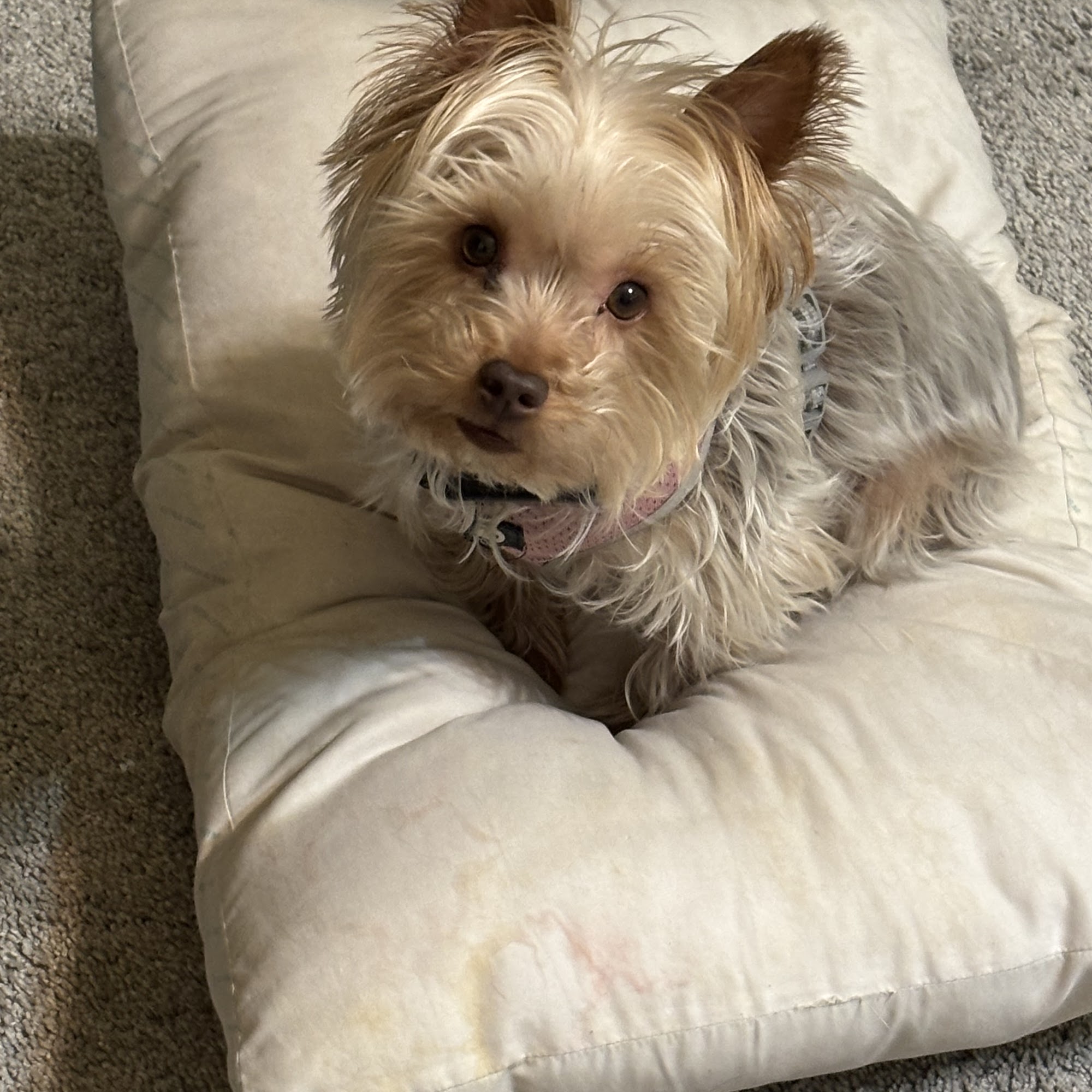 Raising the Bark LLC Bentonville