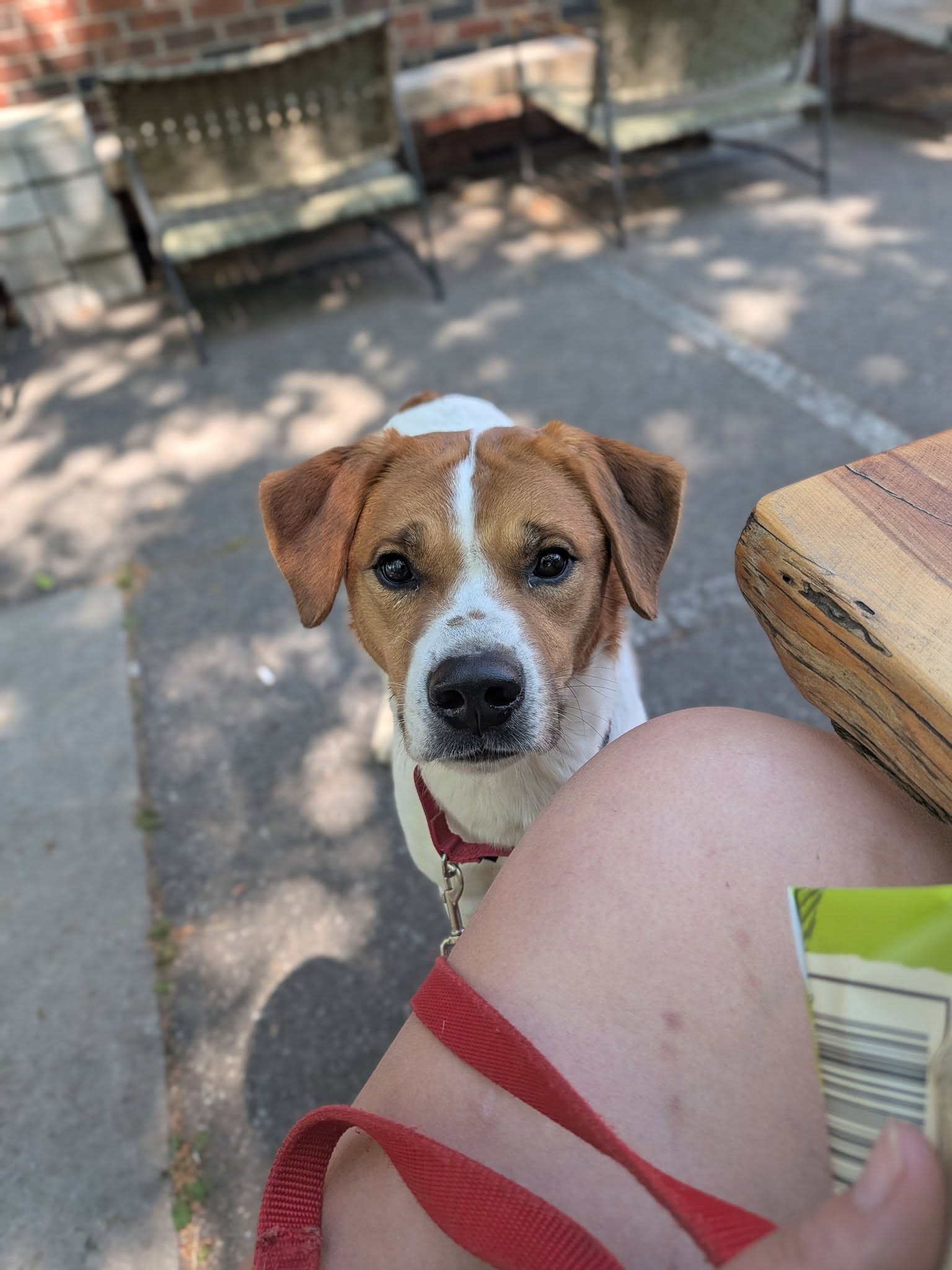 The Perfect Pup Bentonville