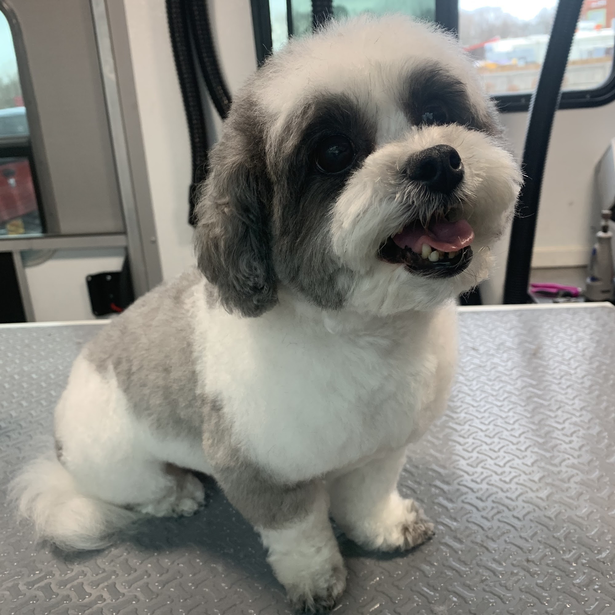 The Perfect Pup Bentonville