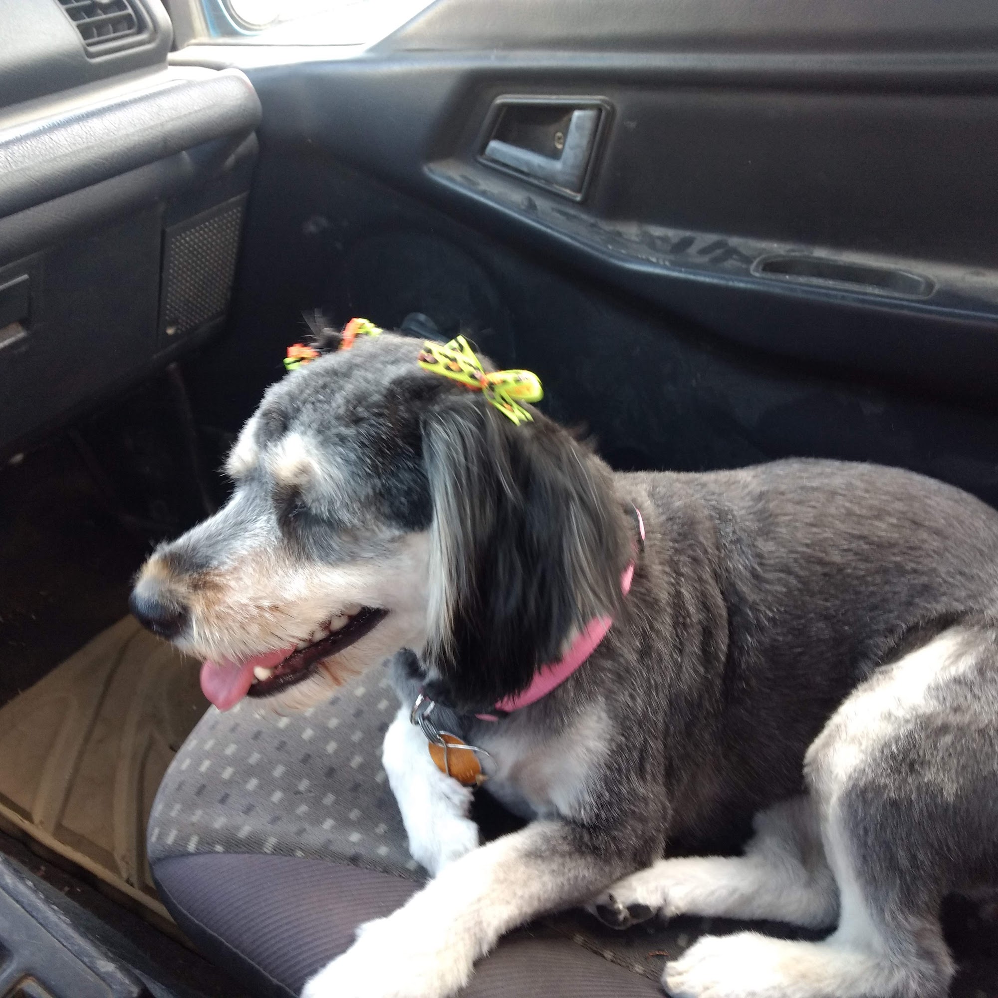 Diana's Grooming & Boarding Berryville